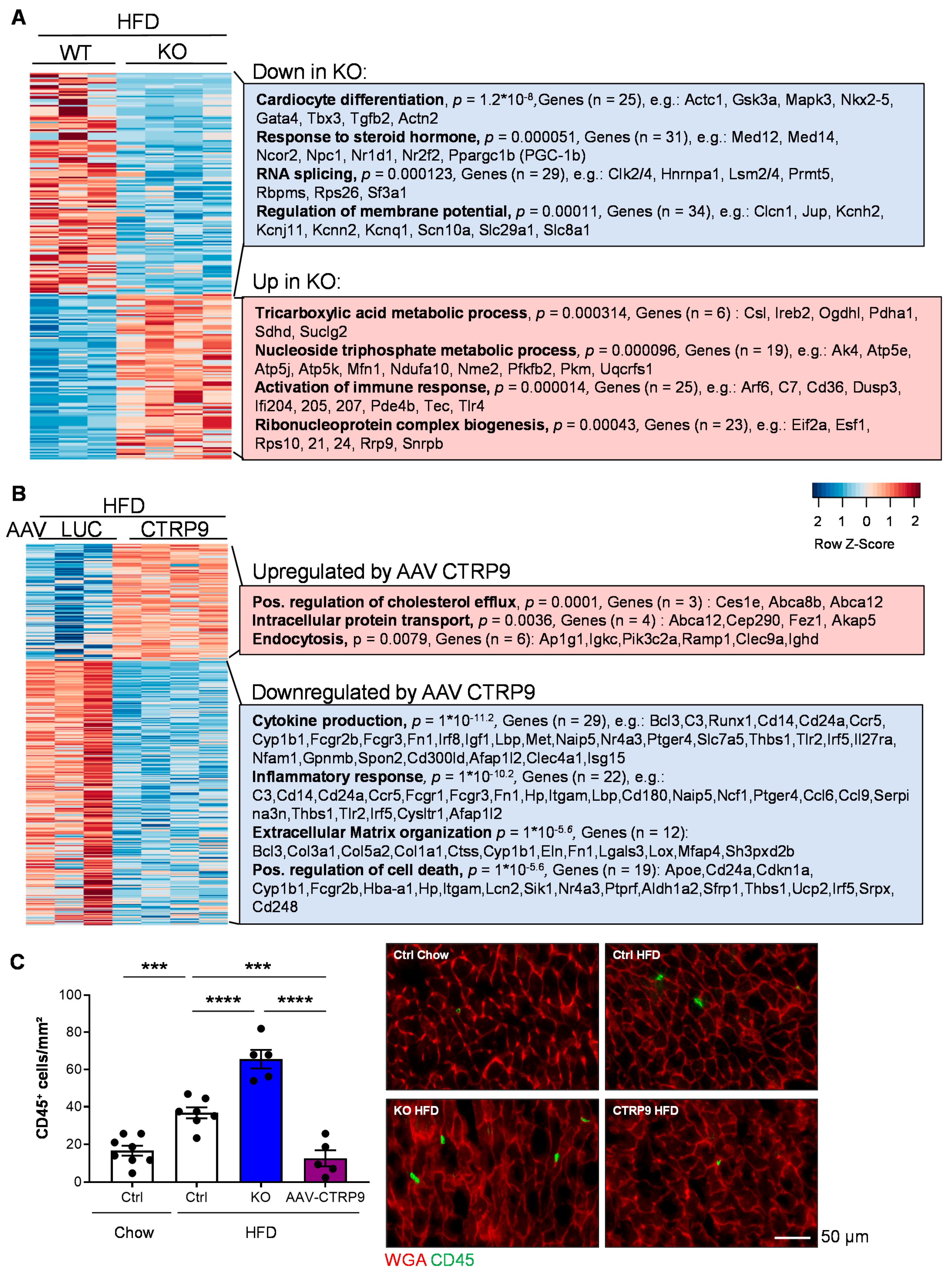 Cells 12 00443 g008 Cells 12 00443 g008