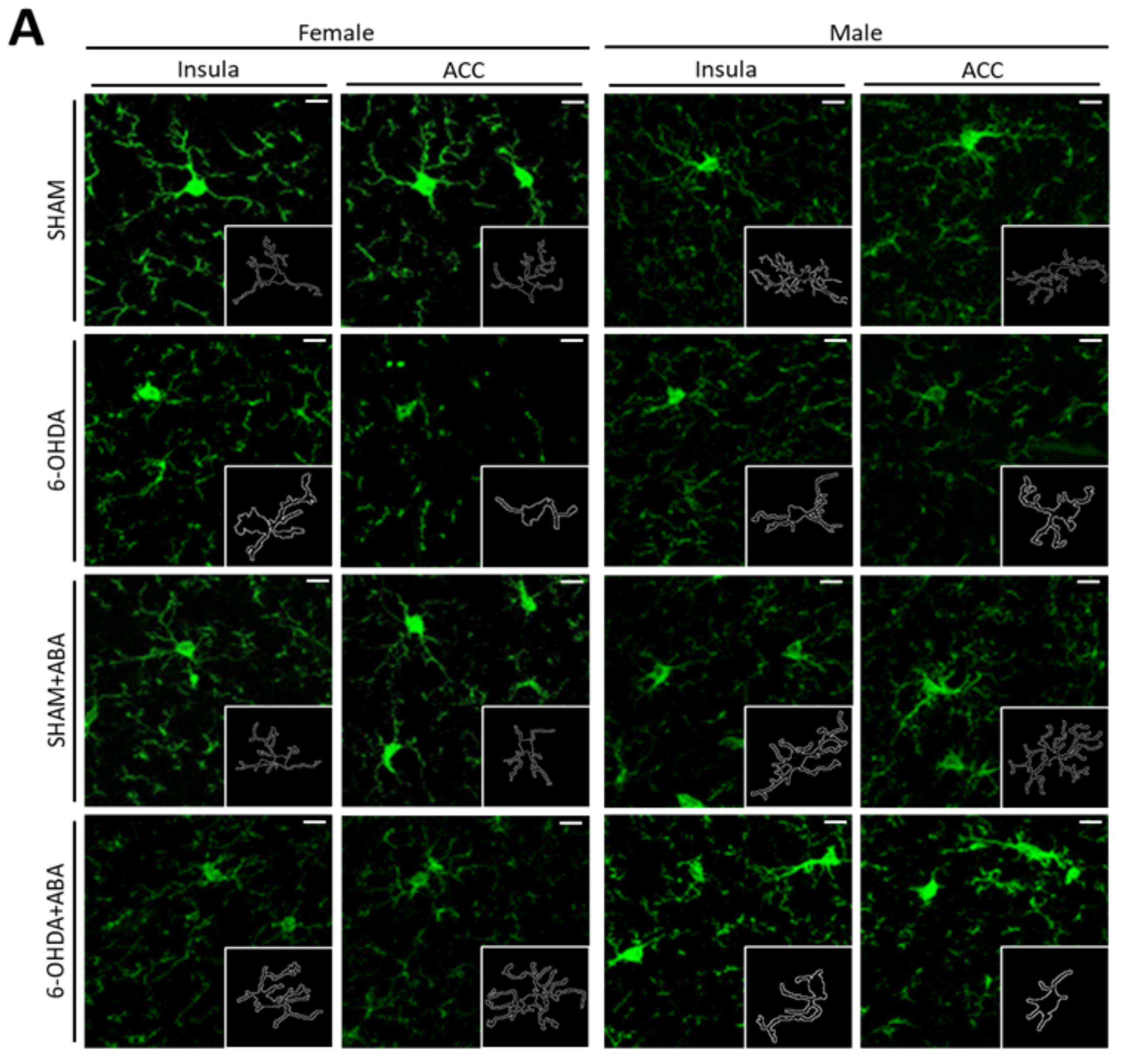Cells 12 00465 g006a Cells 12 00465 g006a