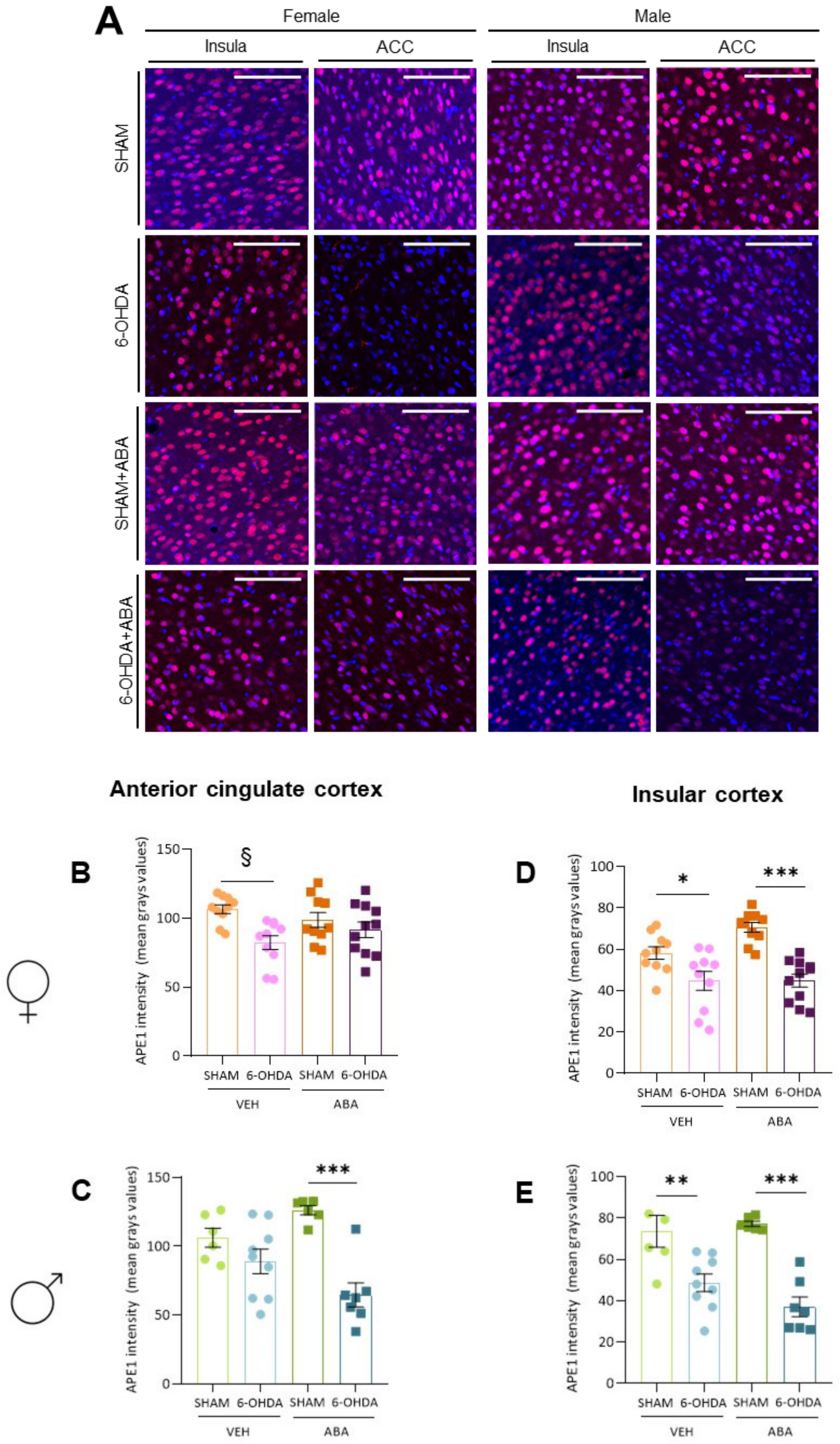 Cells 12 00465 g007 Cells 12 00465 g007