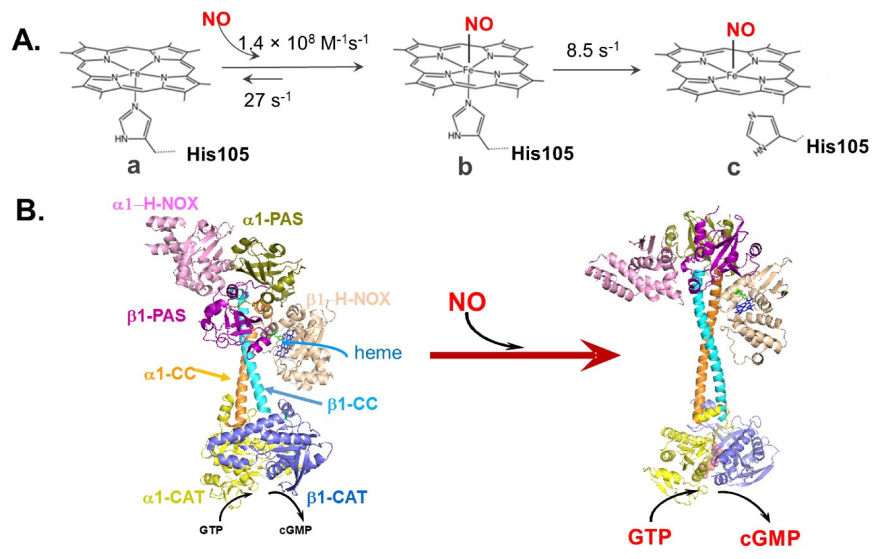 PDF) Discovery of the Soluble Guanylate Cyclase Activator Runcaciguat (BAY  1101042)