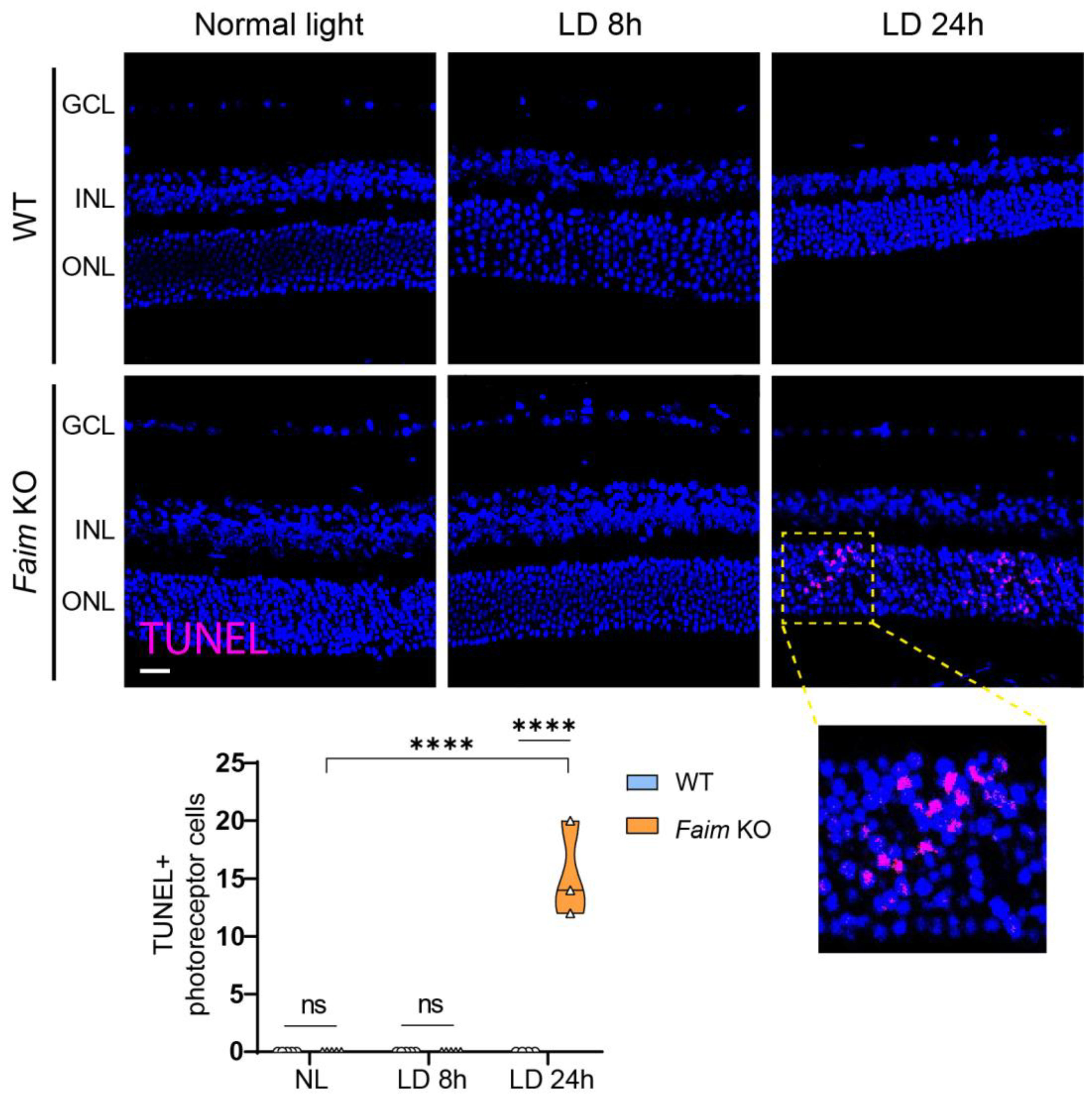 Cells 12 00487 g010 Cells 12 00487 g010
