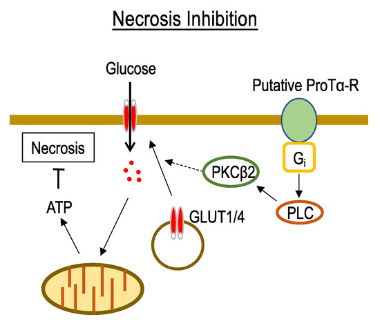 Cells | Free Full-Text | Prothymosin α Plays Role as a Brain