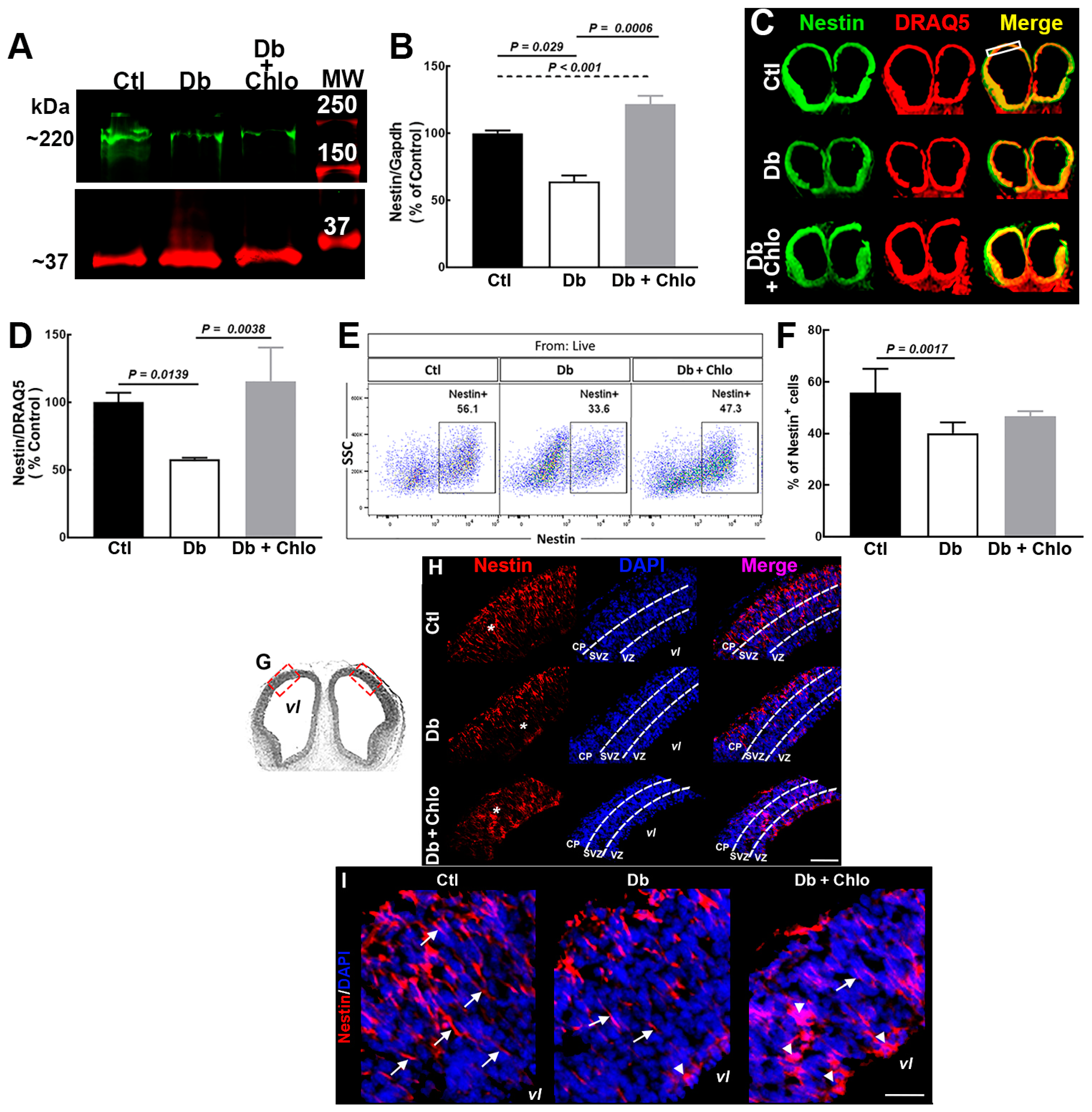 Cells 12 00510 g004 Cells 12 00510 g004