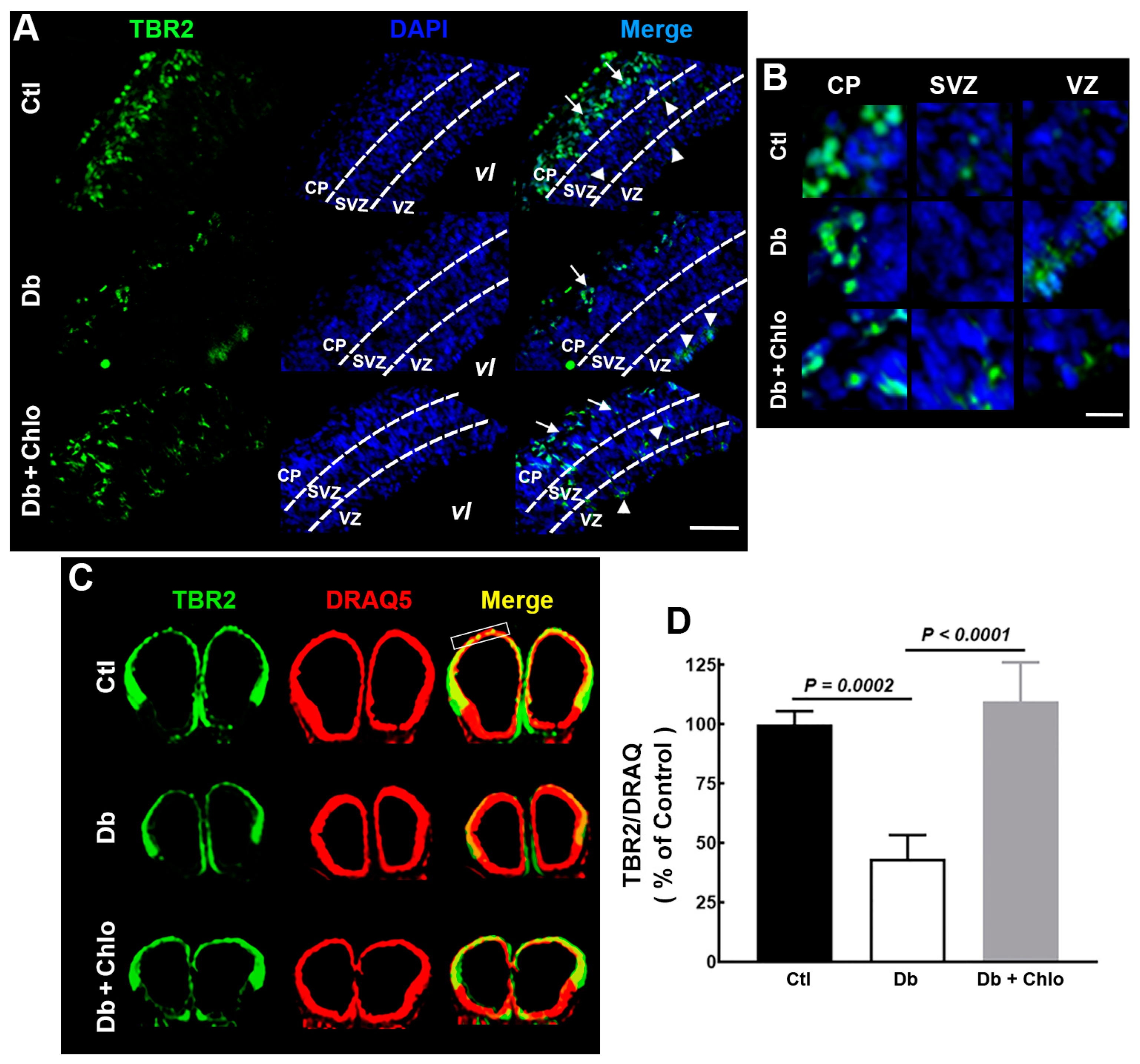 Cells 12 00510 g005 Cells 12 00510 g005