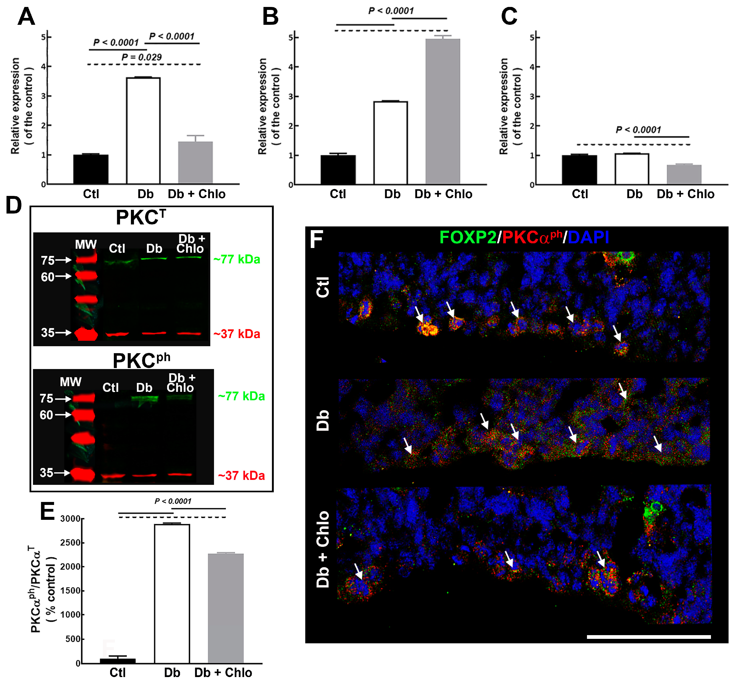 Cells 12 00510 g007 Cells 12 00510 g007