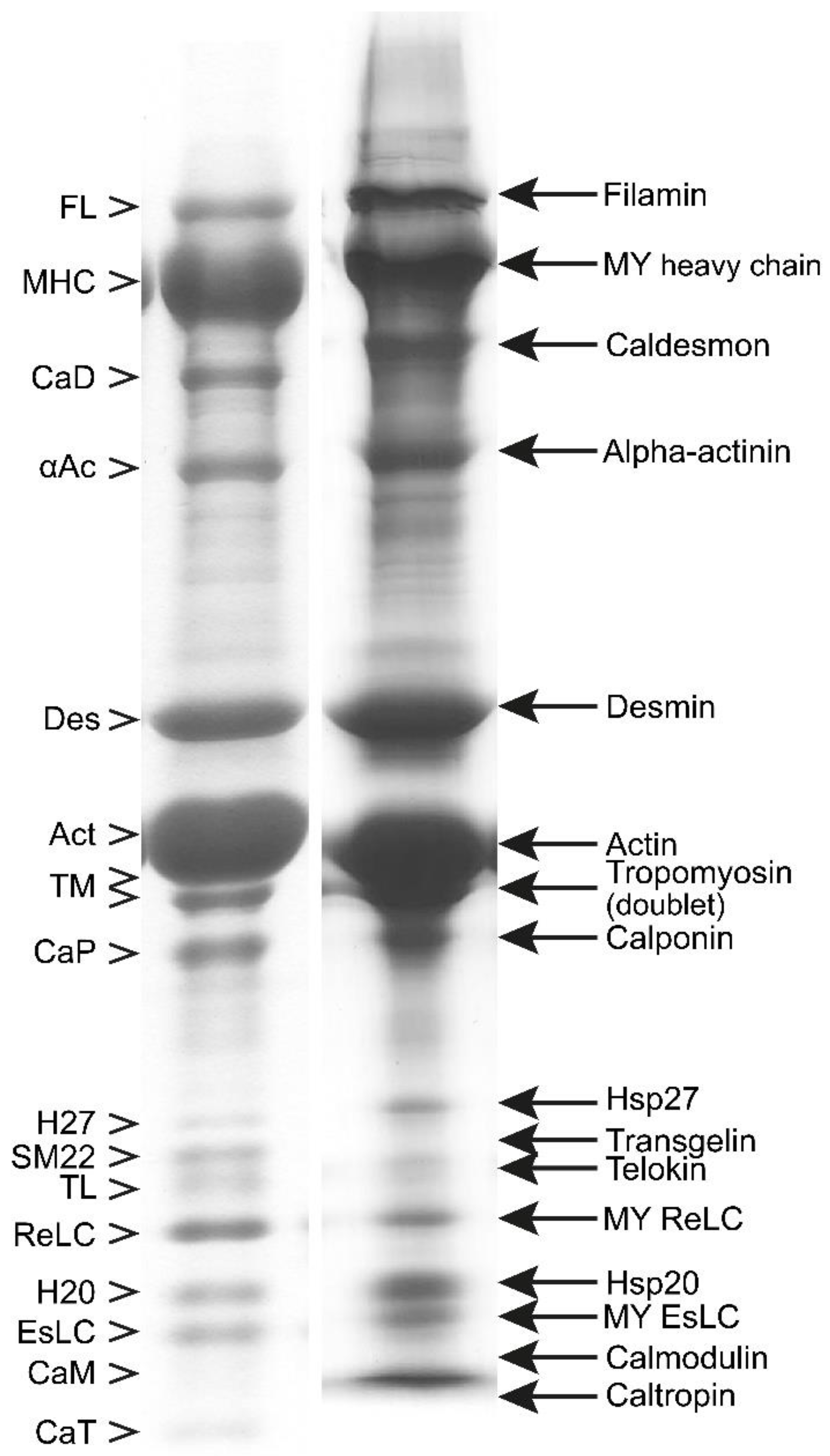 Cells 12 00514 g002 Cells 12 00514 g002