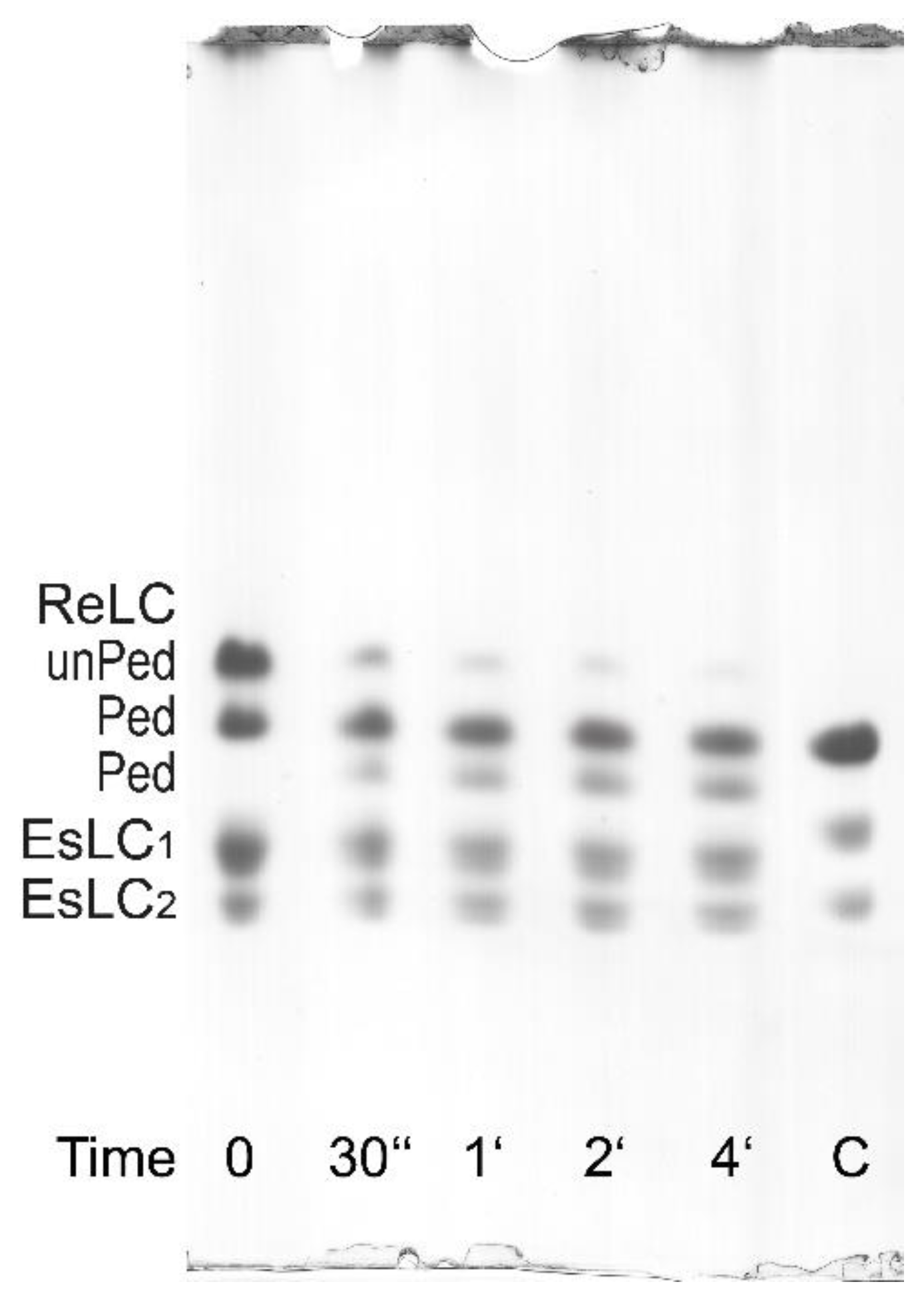 Cells 12 00514 g007 Cells 12 00514 g007