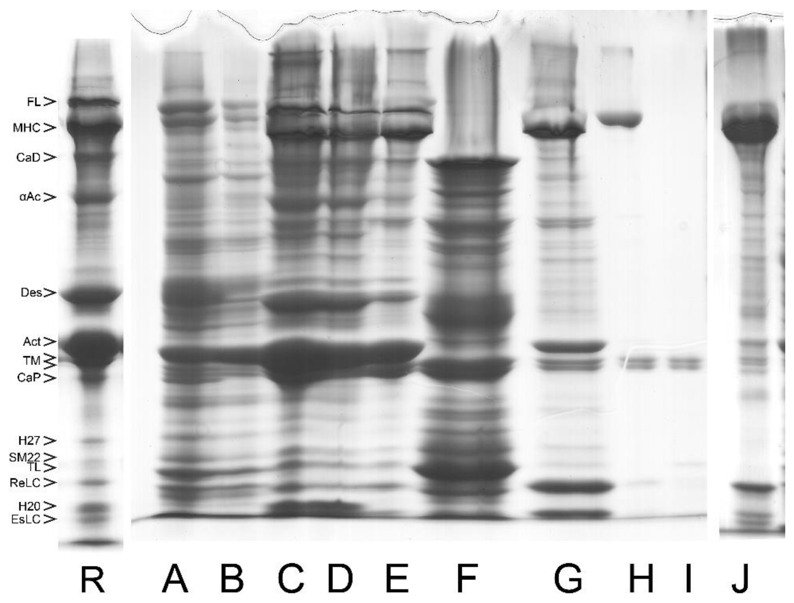 Cells 12 00514 g008 Cells 12 00514 g008