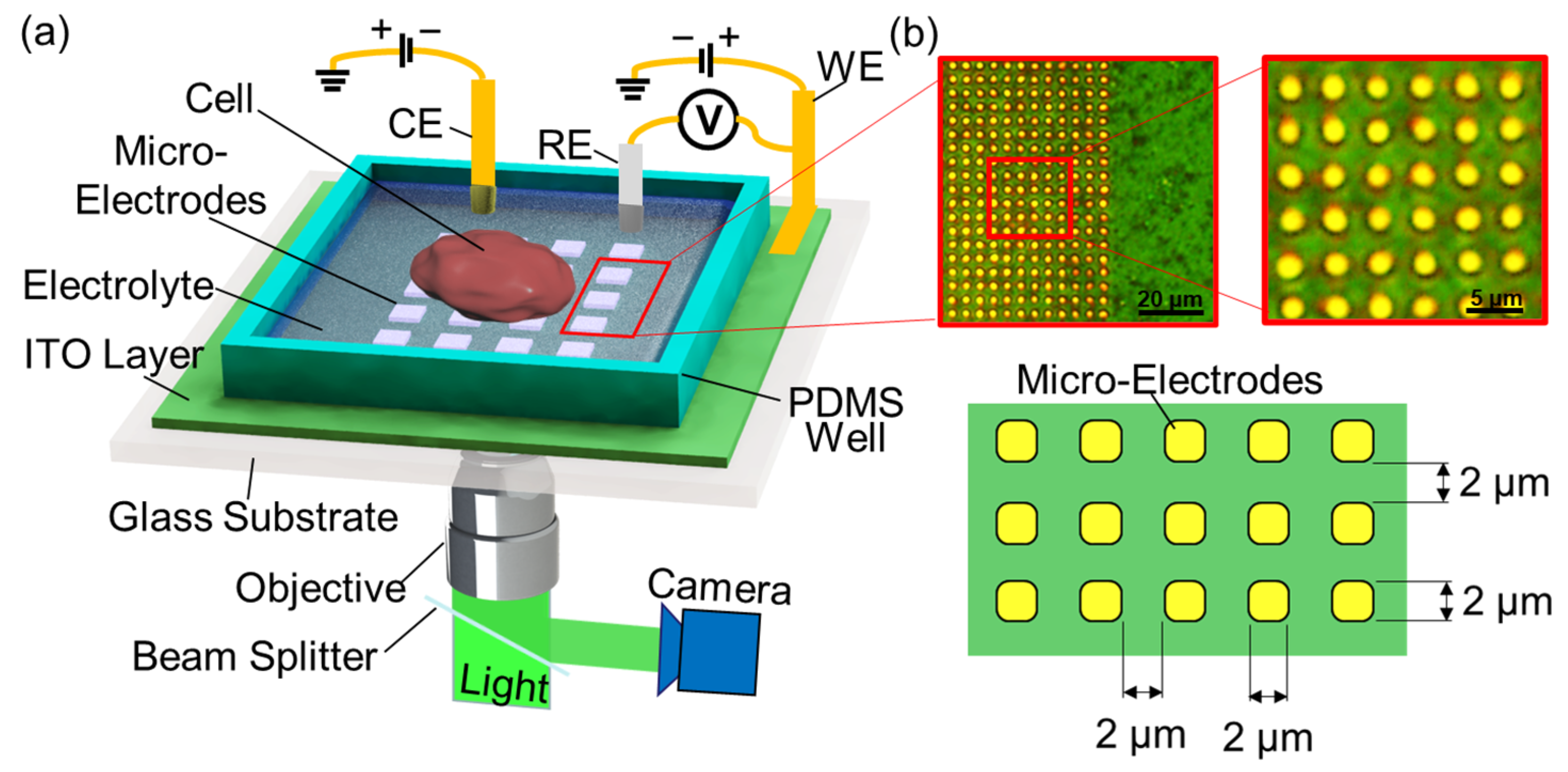 Cells | Free Full-Text | Cell Surface Charge Mapping Using a Microelectrode  Array on ITO Substrate