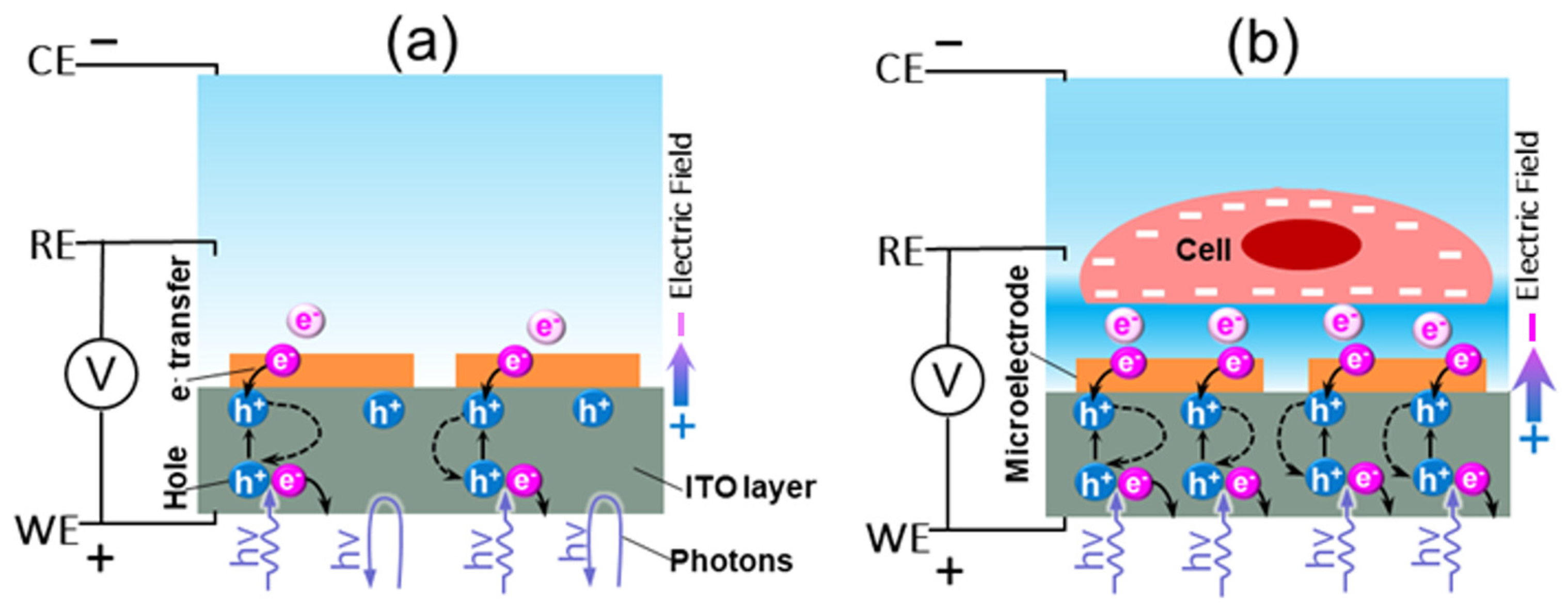 Cells Free Full Text Cell Surface Charge Mapping Using A Microelectrode Array On Ito Substrate