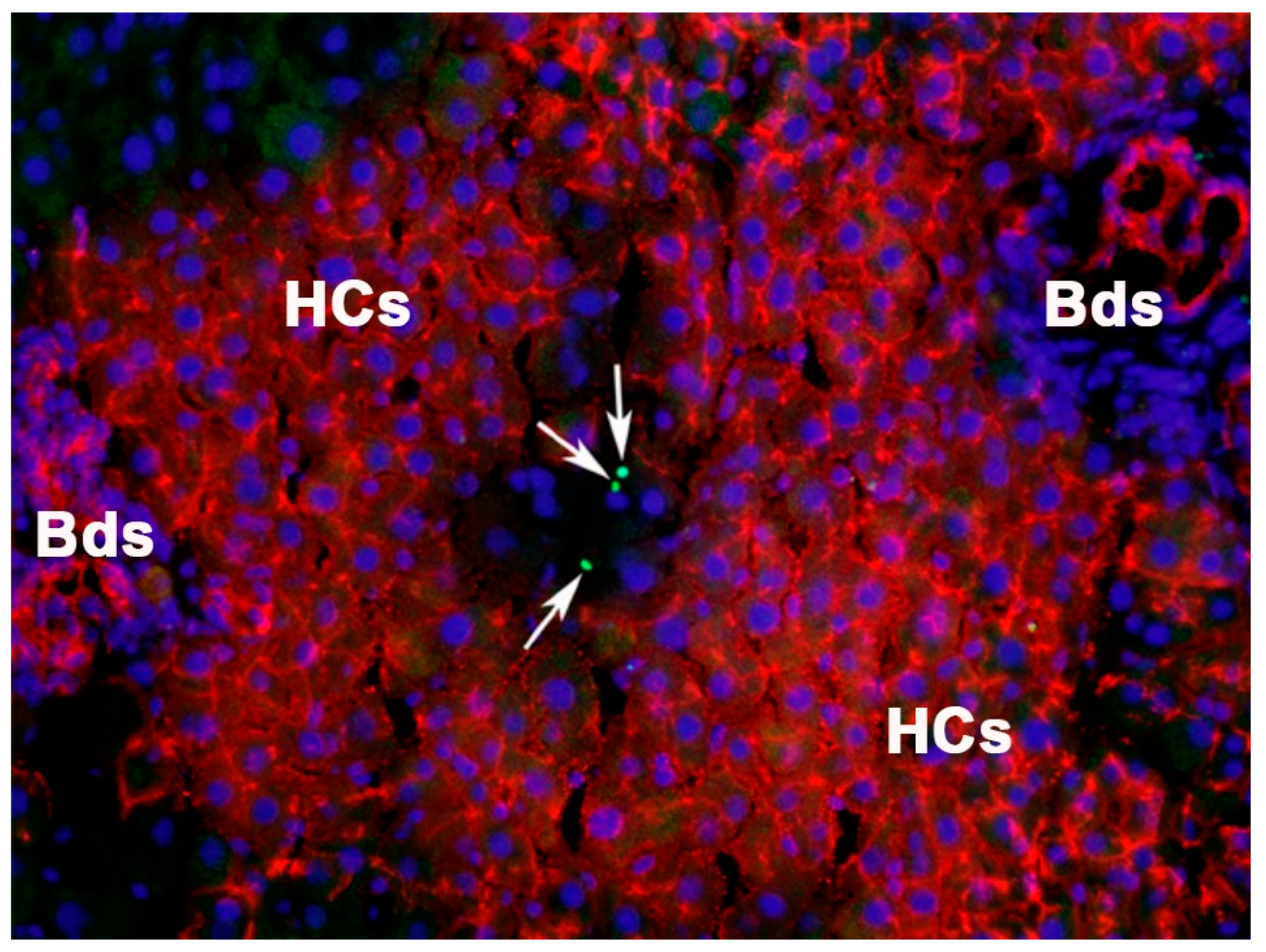 Cells 12 00529 g002 Cells 12 00529 g002