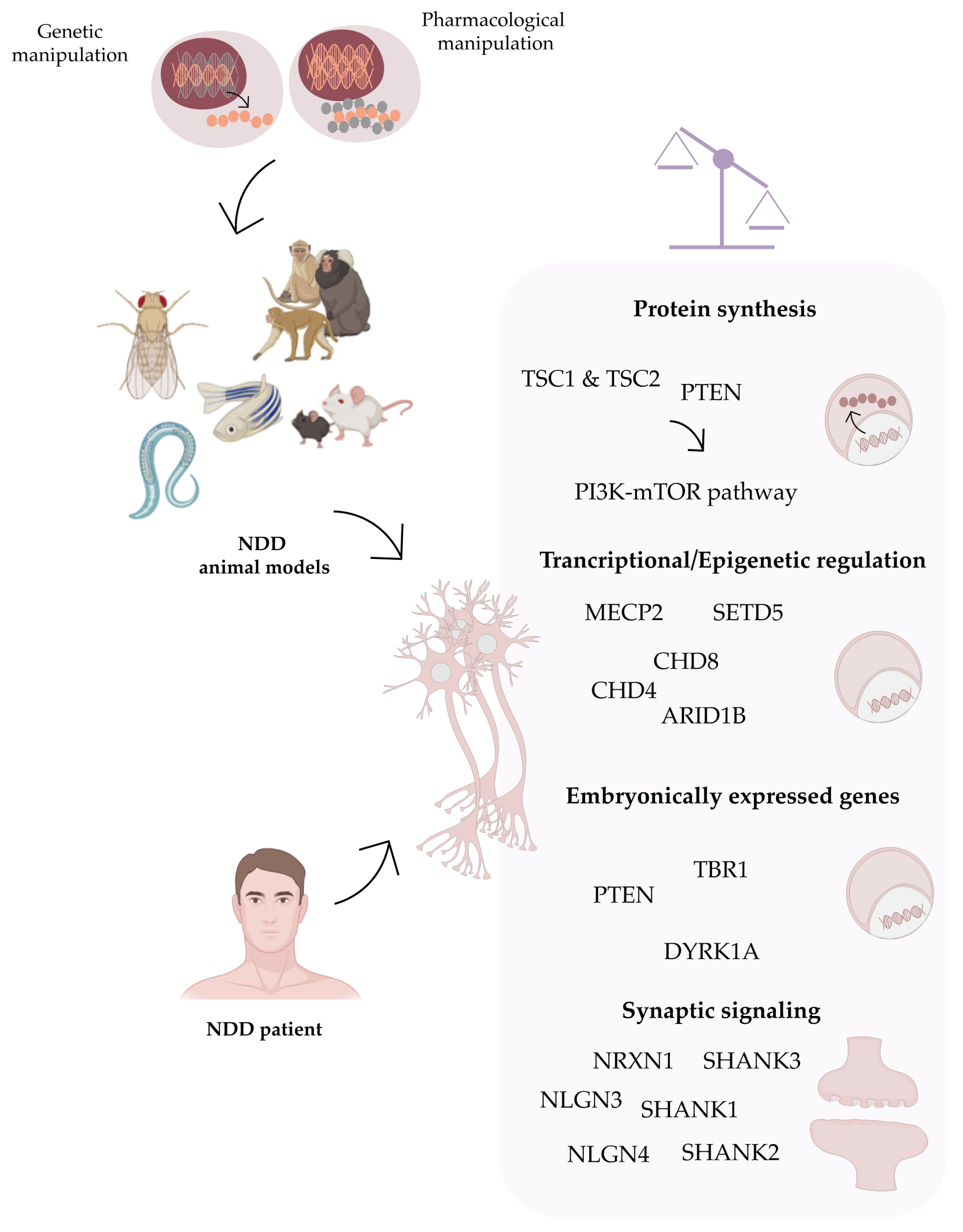 Cells | Free Full-Text | Transition from Animal-Based to Human Induced  Pluripotent Stem Cells (iPSCs)-Based Models of Neurodevelopmental  Disorders: Opportunities and Challenges