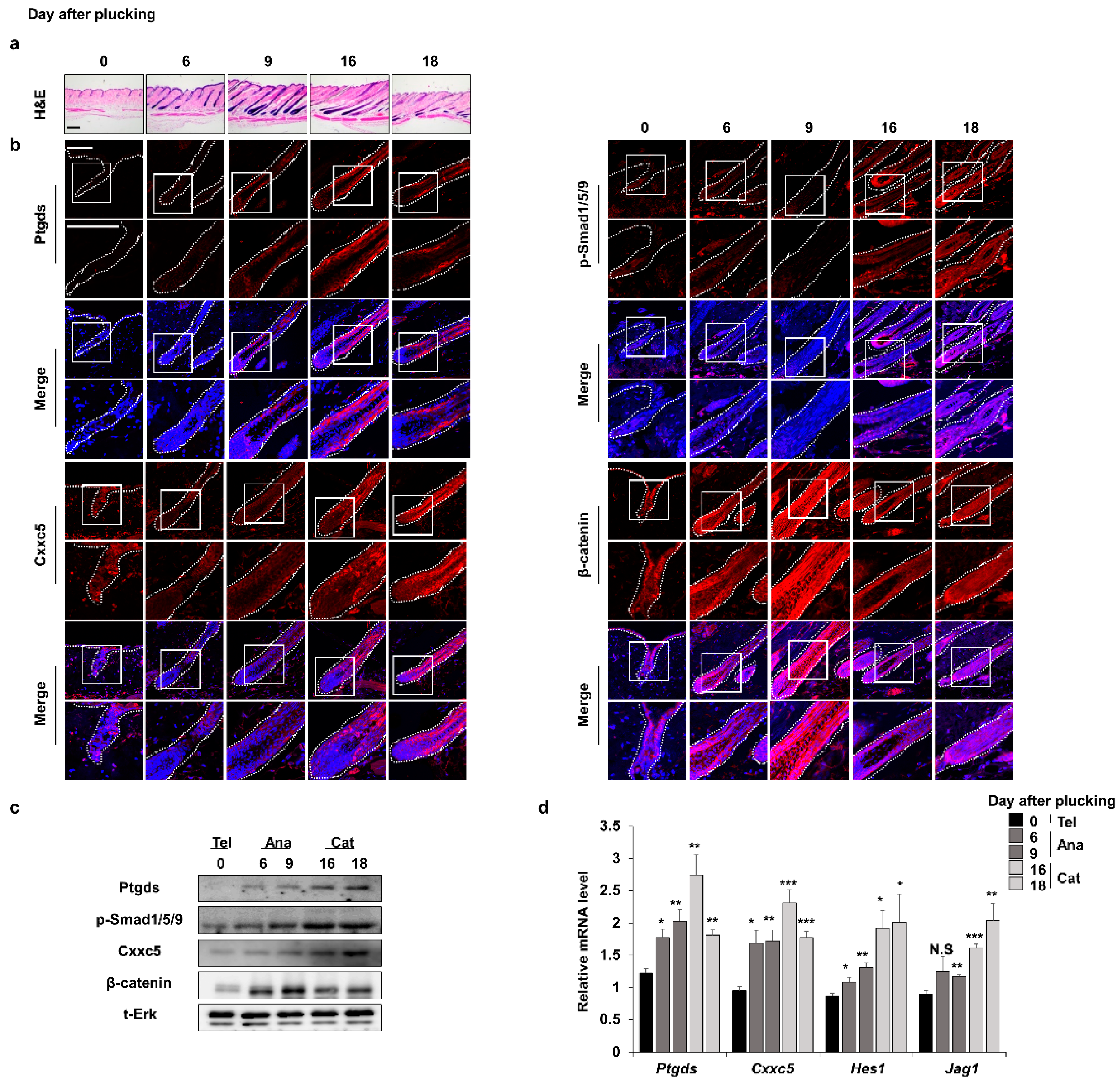 Cells 12 00555 g001 Cells 12 00555 g001