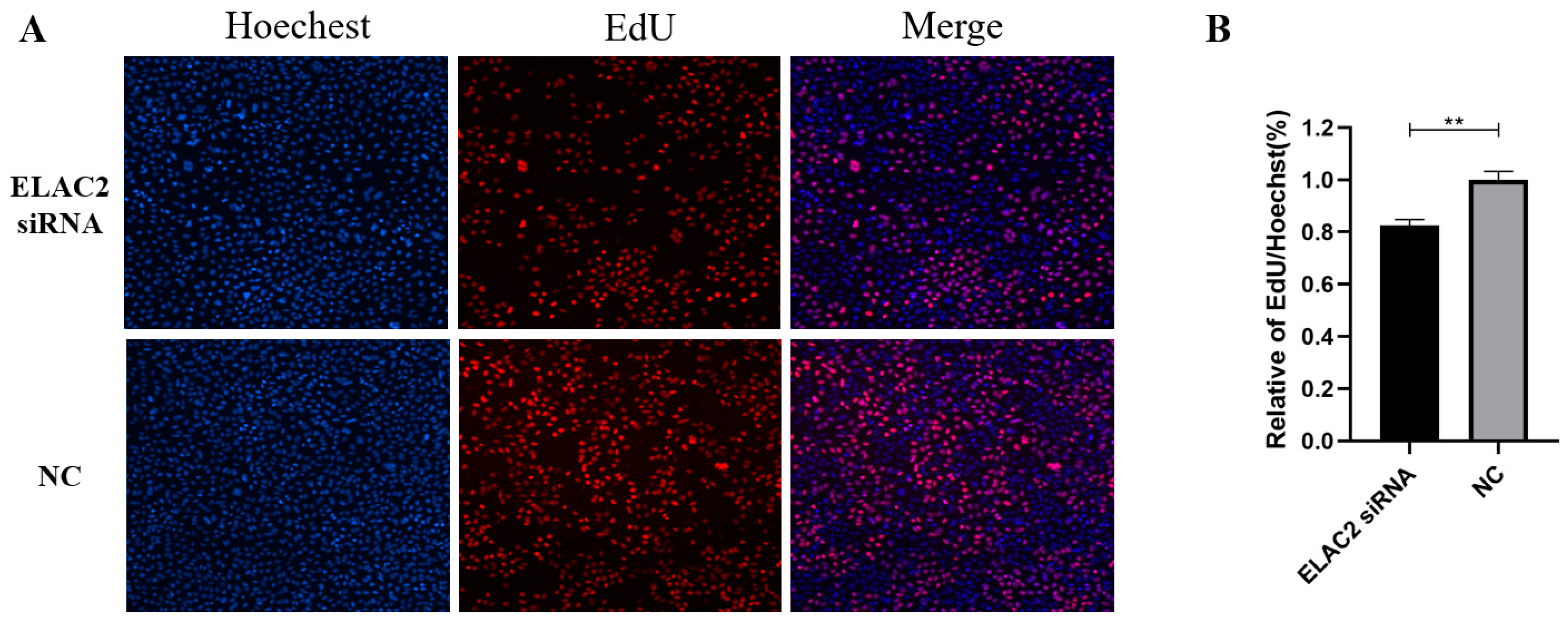 Cells 12 00613 g008 Cells 12 00613 g008