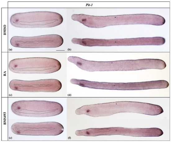 Cnidarian hair cell development illuminates an ancient role for the class  IV POU transcription factor in defining mechanoreceptor identity