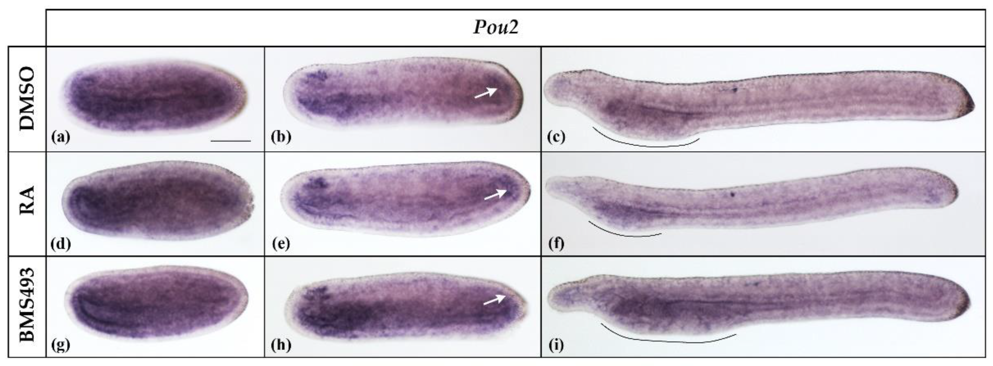 Cells 12 00614 g002 Cells 12 00614 g002