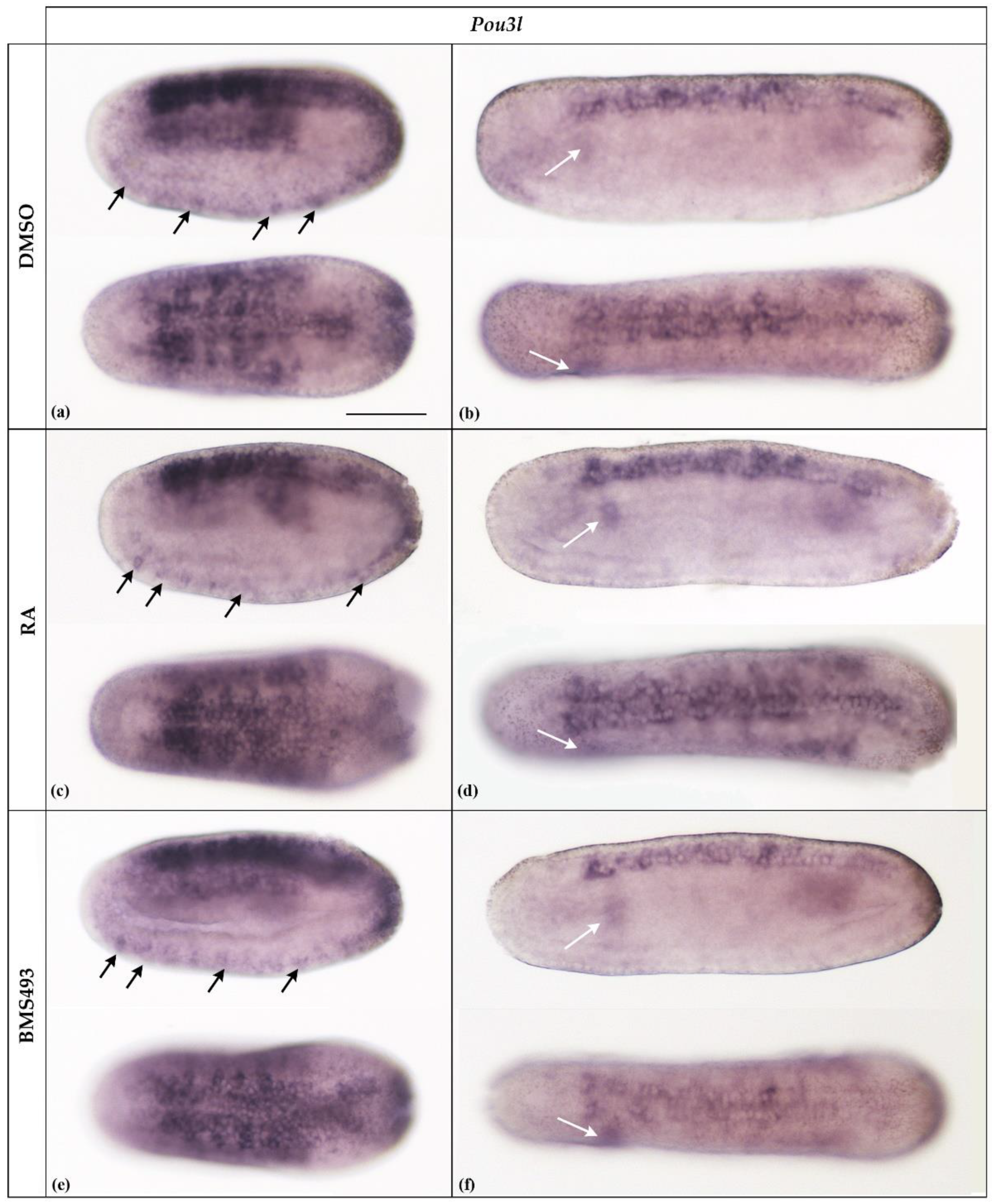 Cells 12 00614 g003 Cells 12 00614 g003