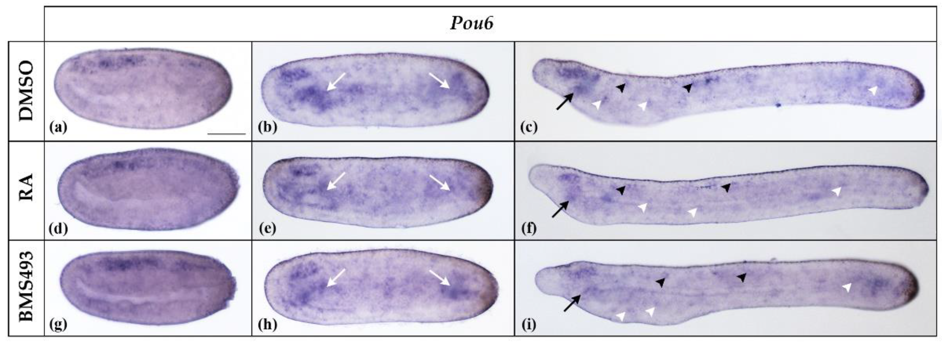 Cells 12 00614 g004 Cells 12 00614 g004