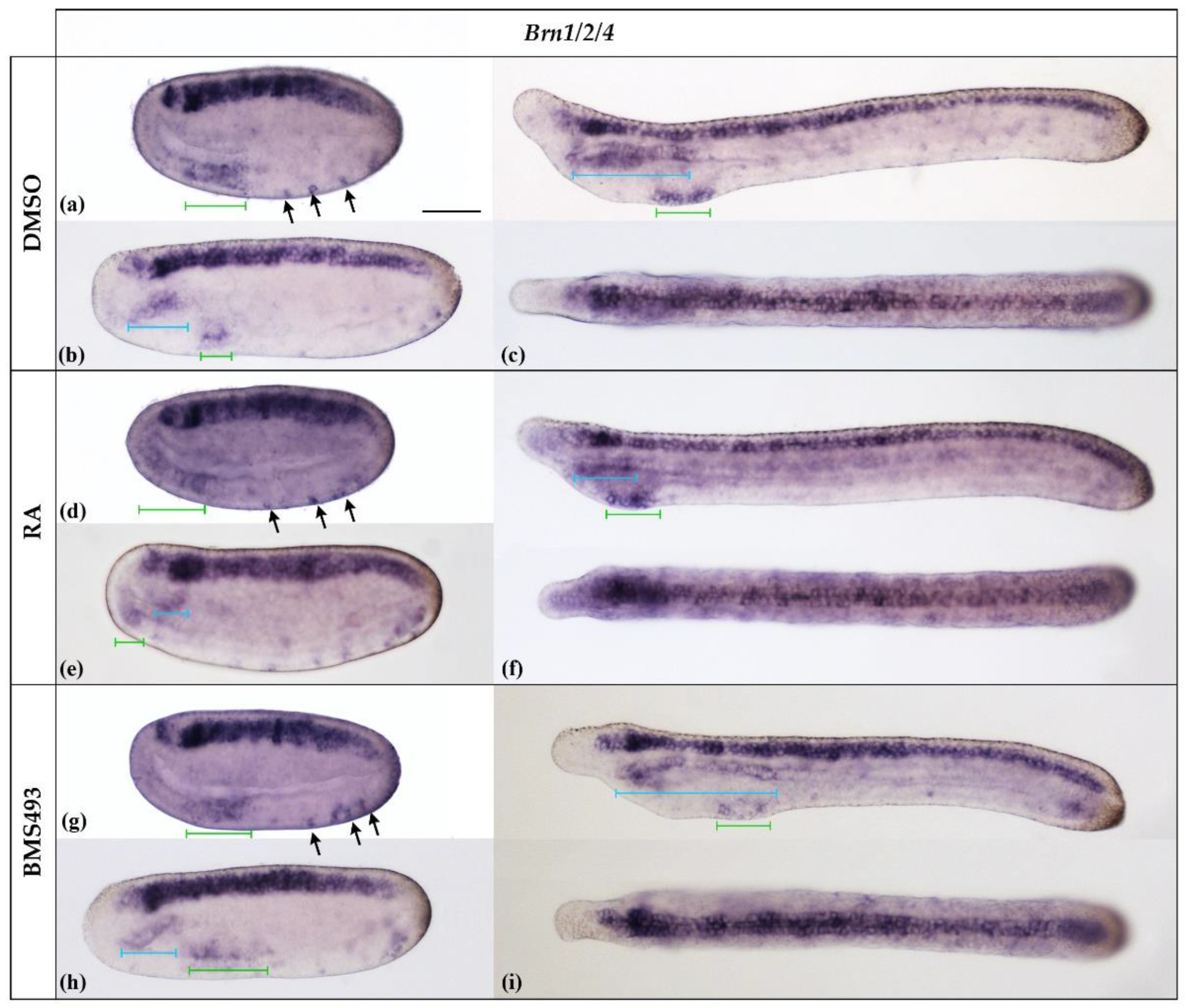 Cells 12 00614 g005 Cells 12 00614 g005