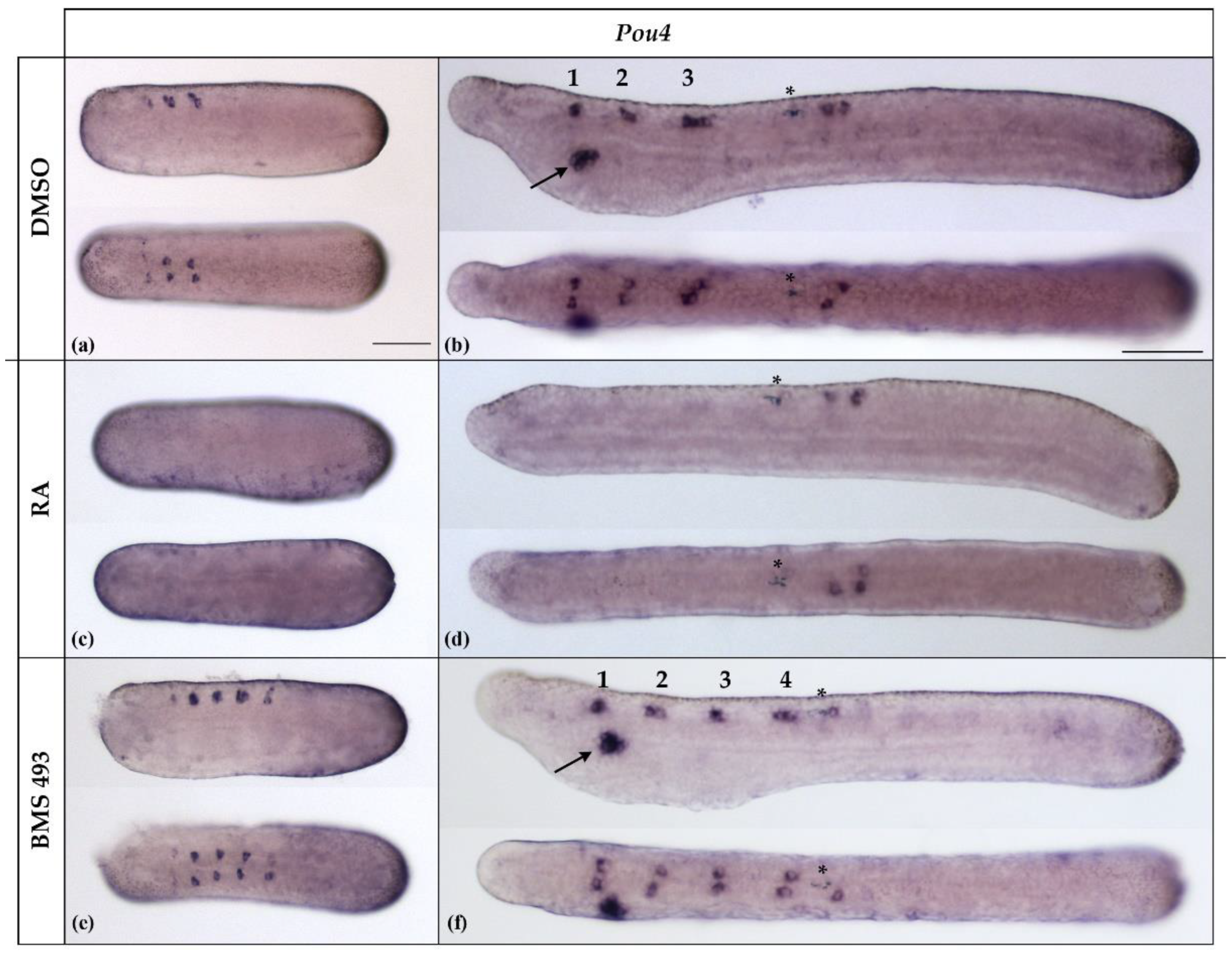 Cells 12 00614 g006 Cells 12 00614 g006