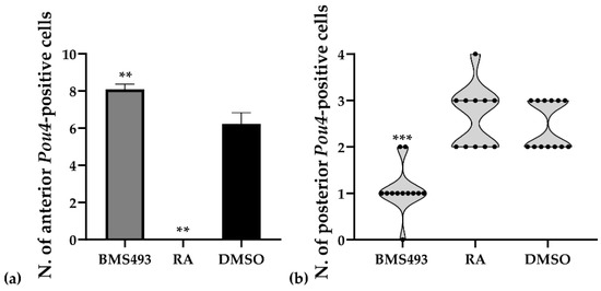 Cnidarian hair cell development illuminates an ancient role for the class  IV POU transcription factor in defining mechanoreceptor identity