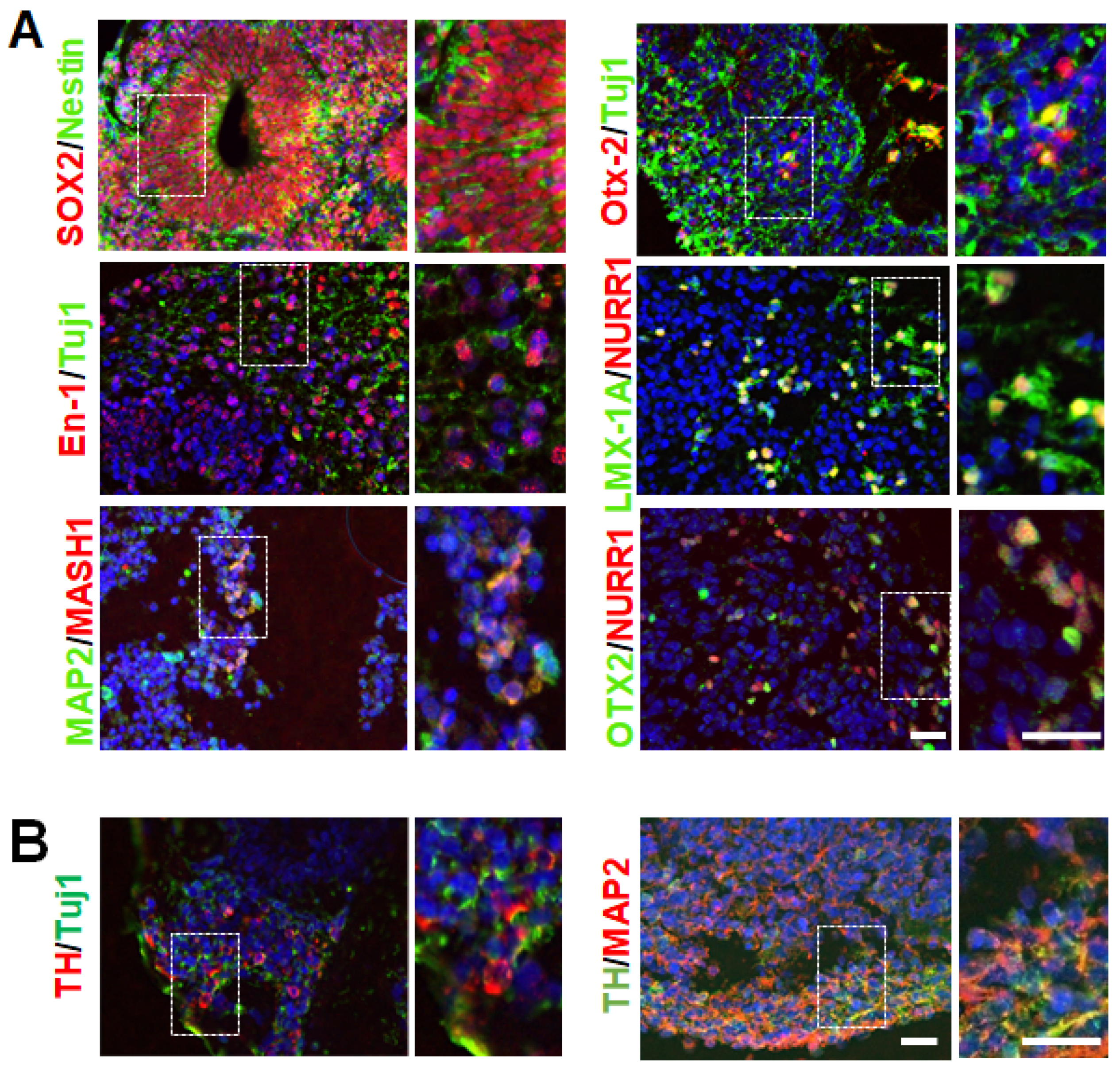 Cells 12 00625 g002 Cells 12 00625 g002