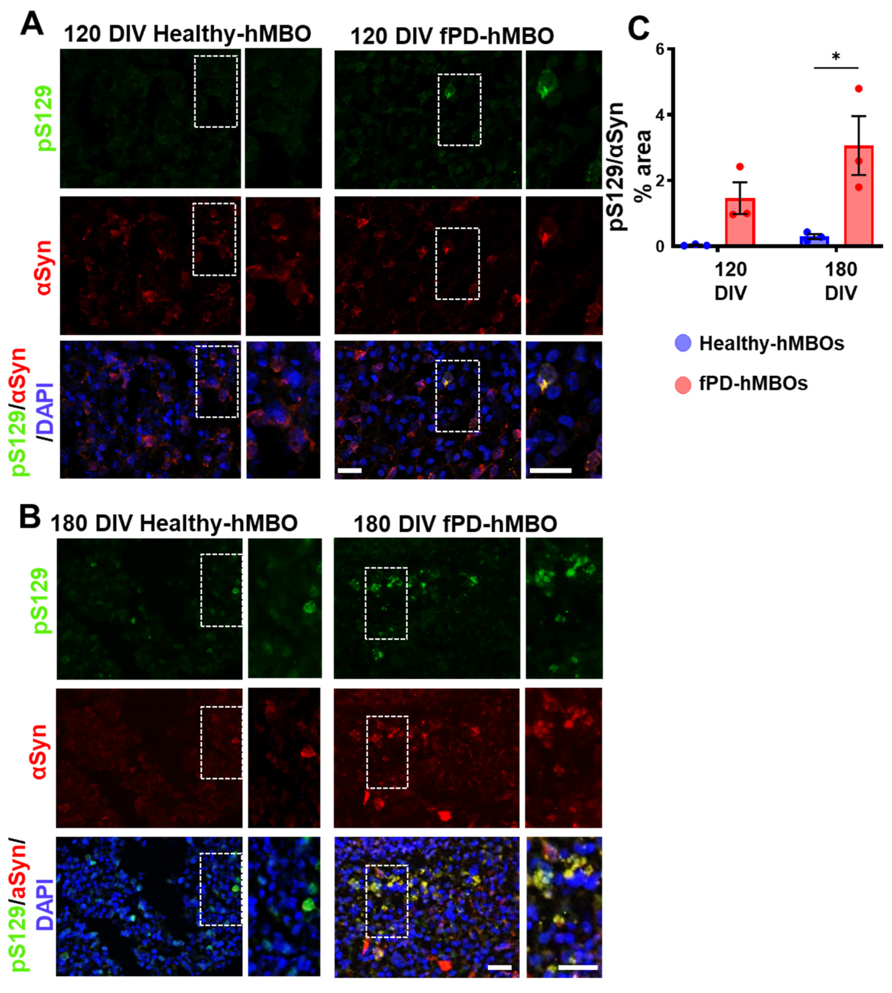 Cells 12 00625 g003 Cells 12 00625 g003