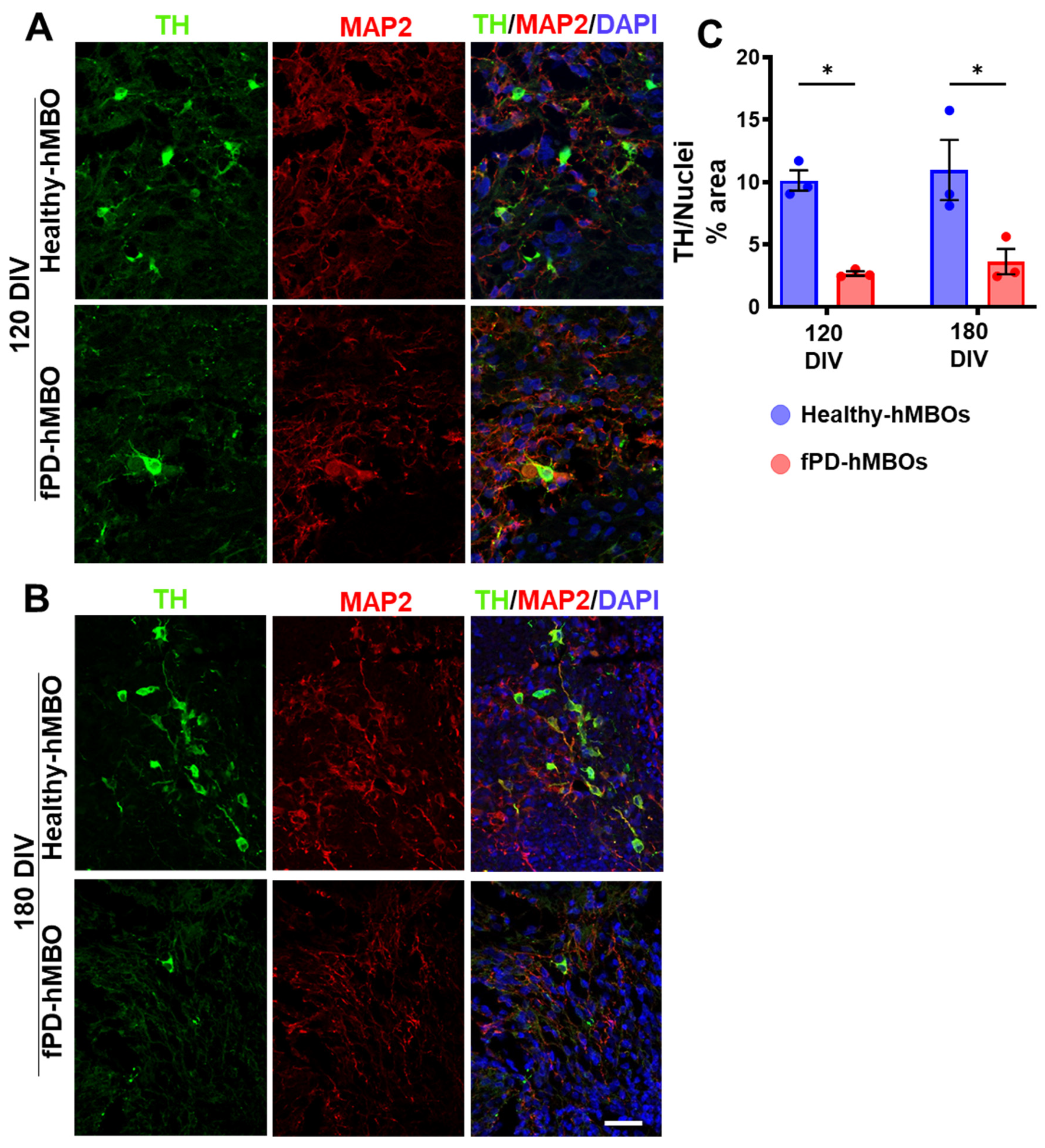 Cells 12 00625 g005 Cells 12 00625 g005