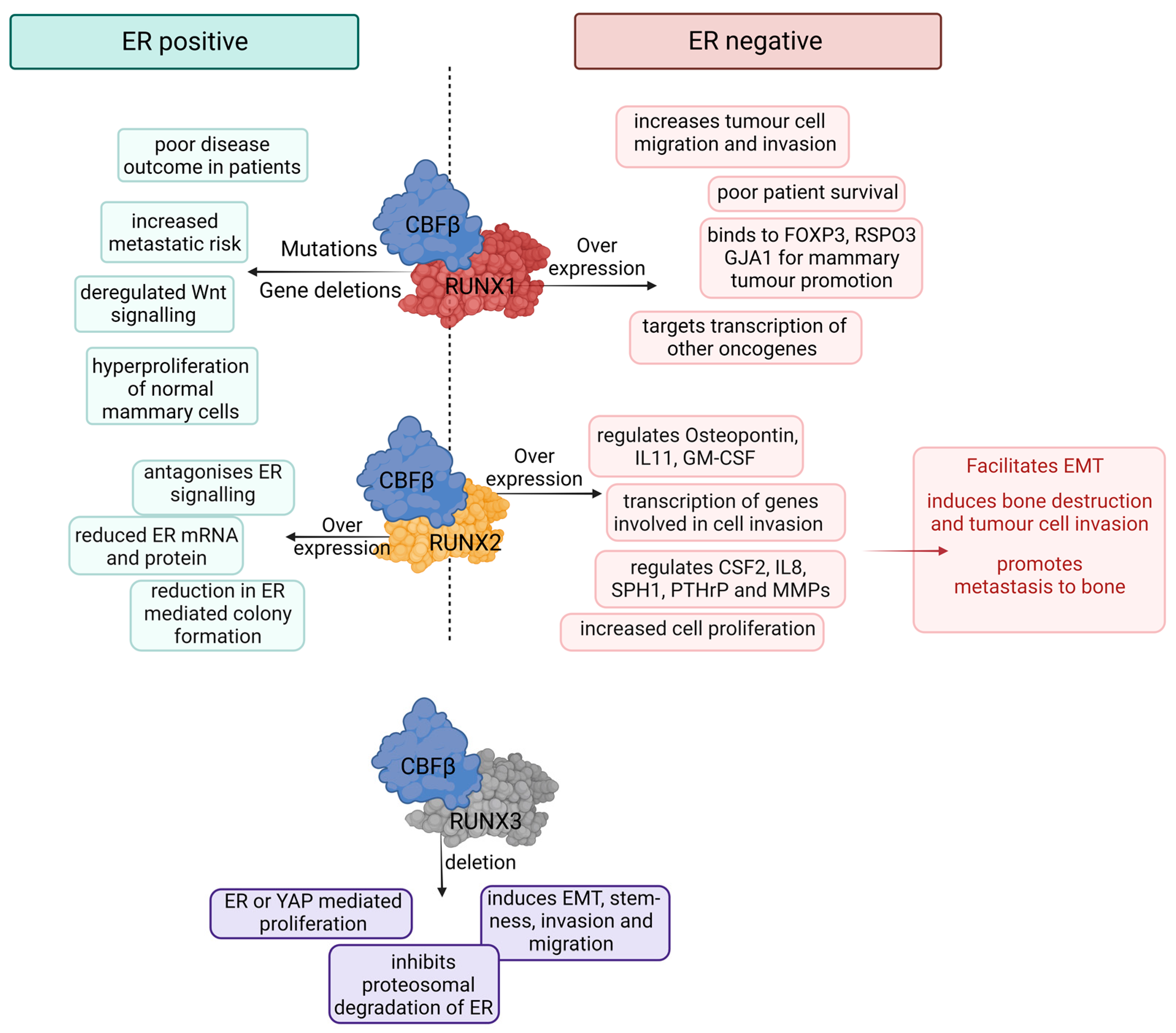 Cells 12 00641 g003 Cells 12 00641 g003