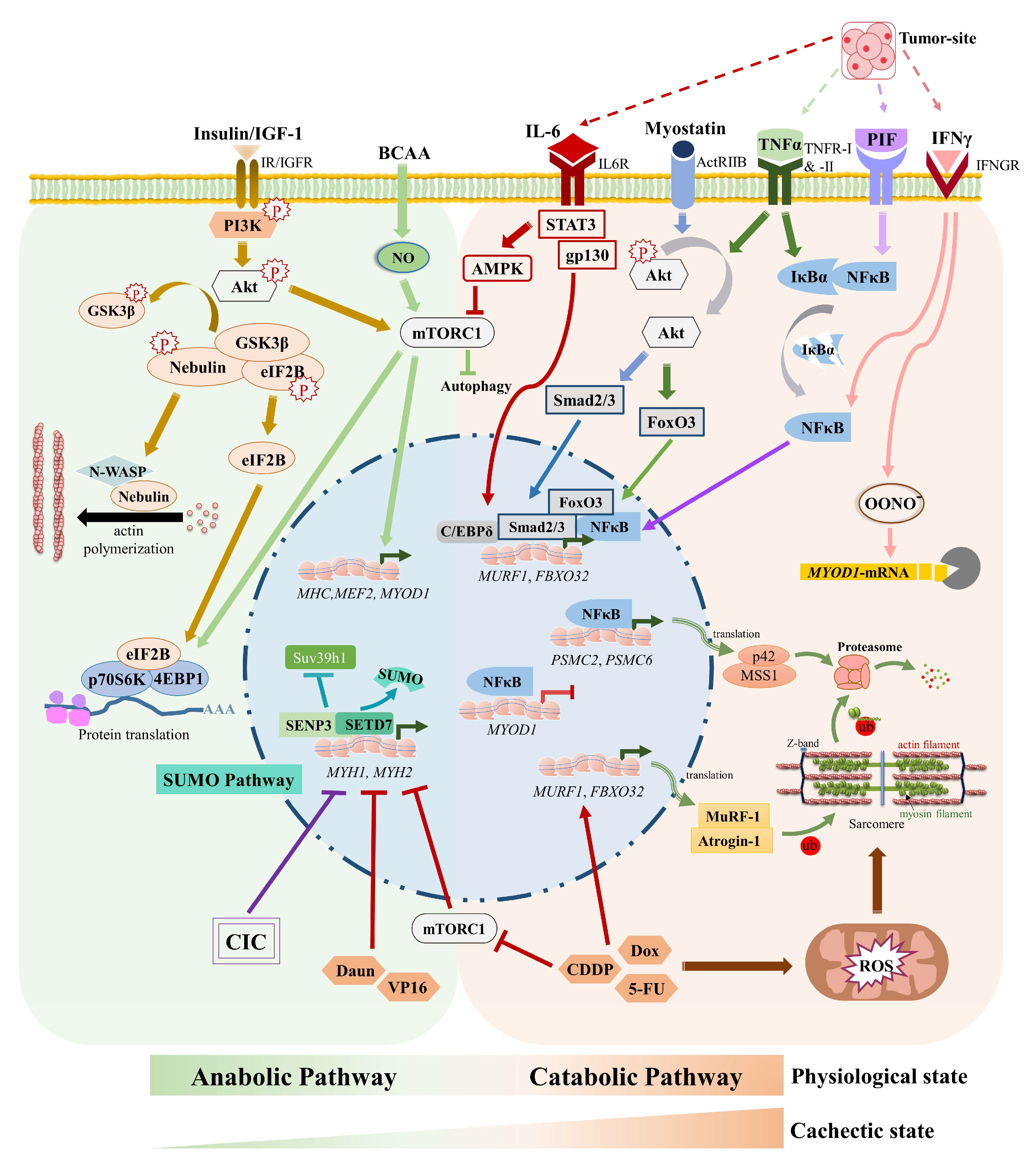 Cells | Free Full-Text | Emerging Mechanisms of Skeletal Muscle Homeostasis  and Cachexia: The SUMO Perspective