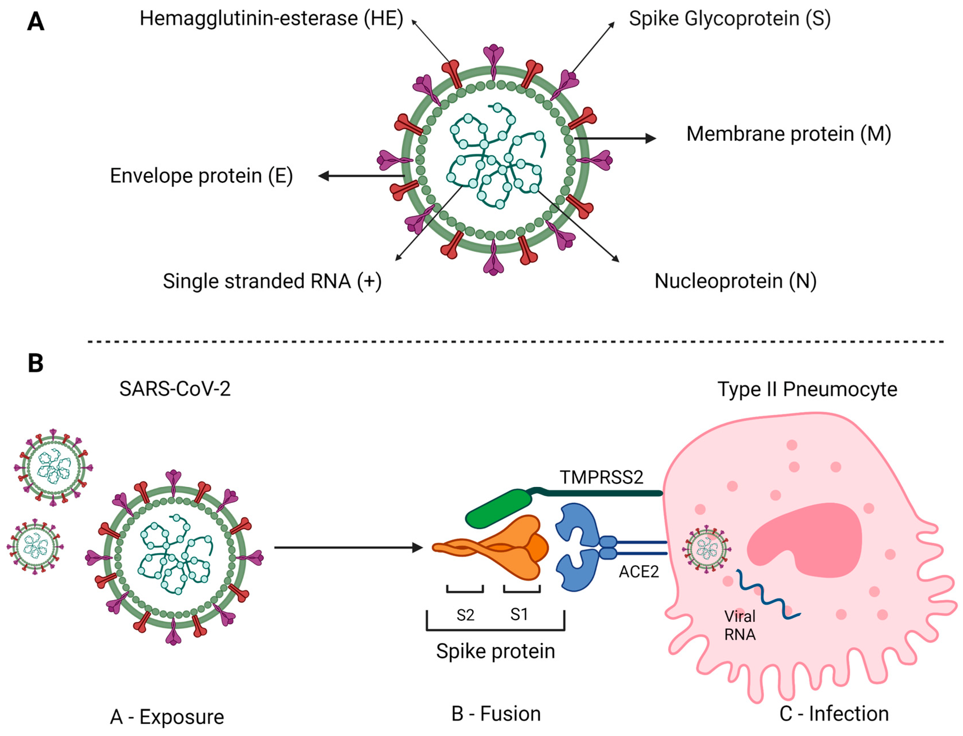 Cells | Free Full-Text | COVID-19 and Multiple Sclerosis: A Complex ...