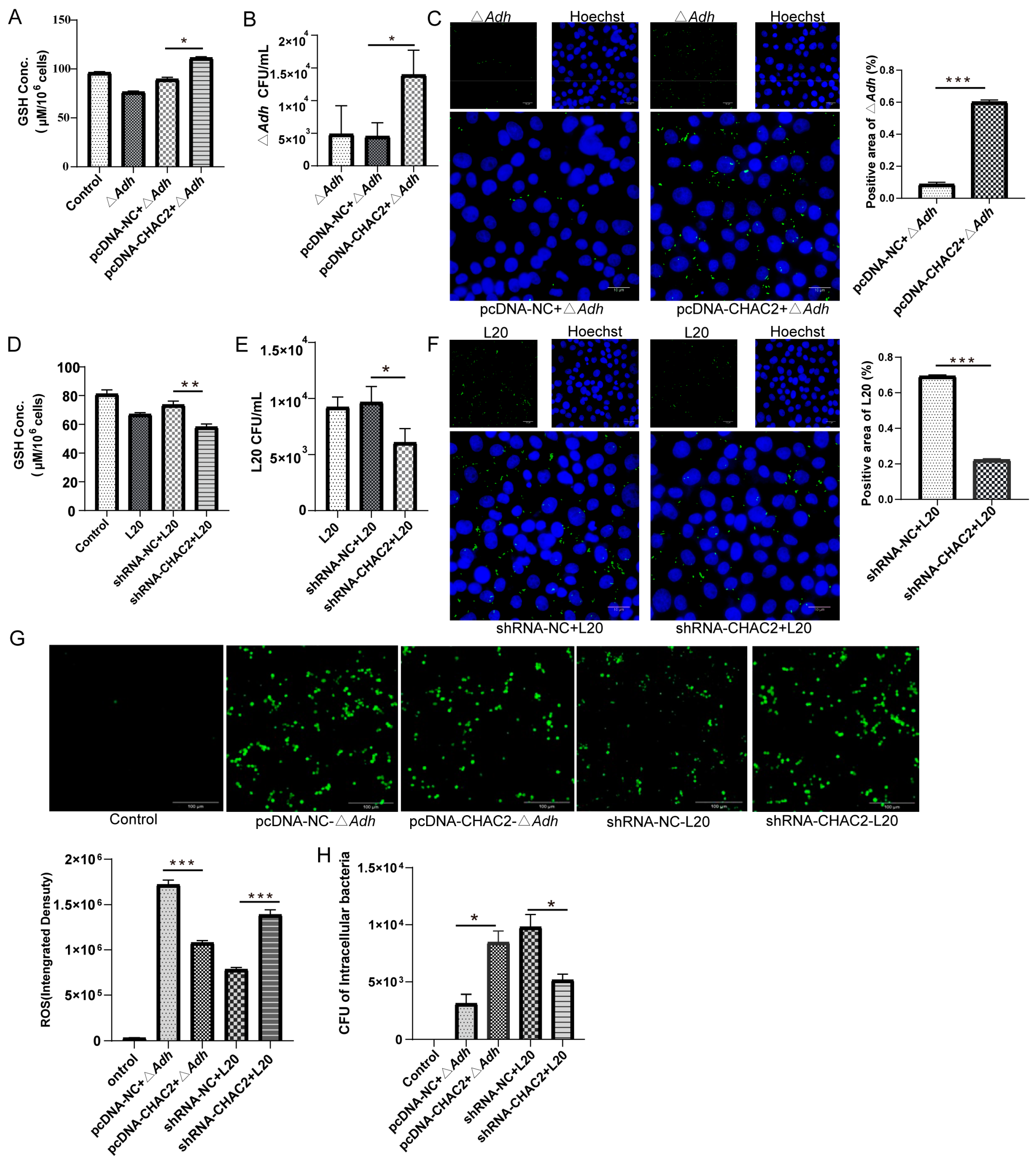 Cells | Free Full-Text | Adh Promotes Actinobacillus pleuropneumoniae ...