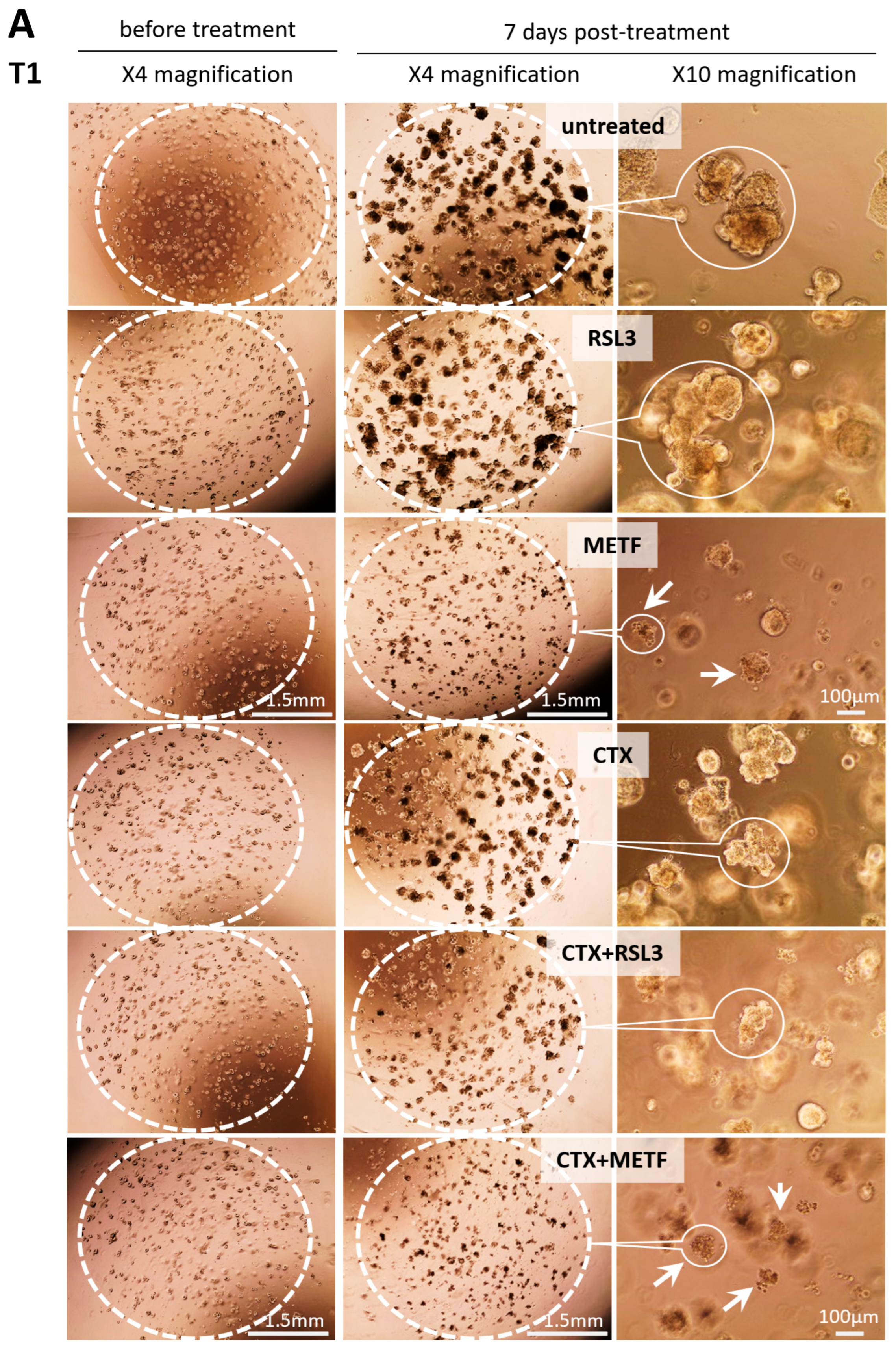 Cells 12 00733 g005a