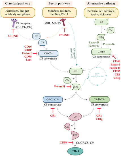 Cells | Free Full-Text | The Complement System in Kidney Transplantation