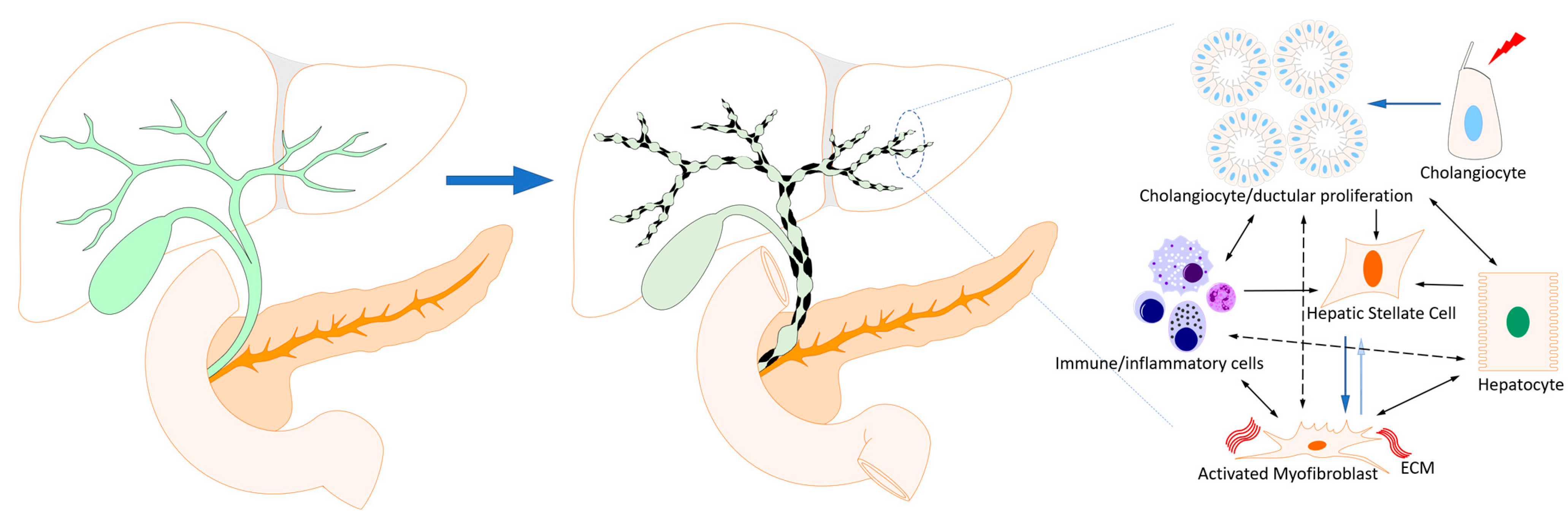 Cells 12 00792 g001 Cells 12 00792 g001