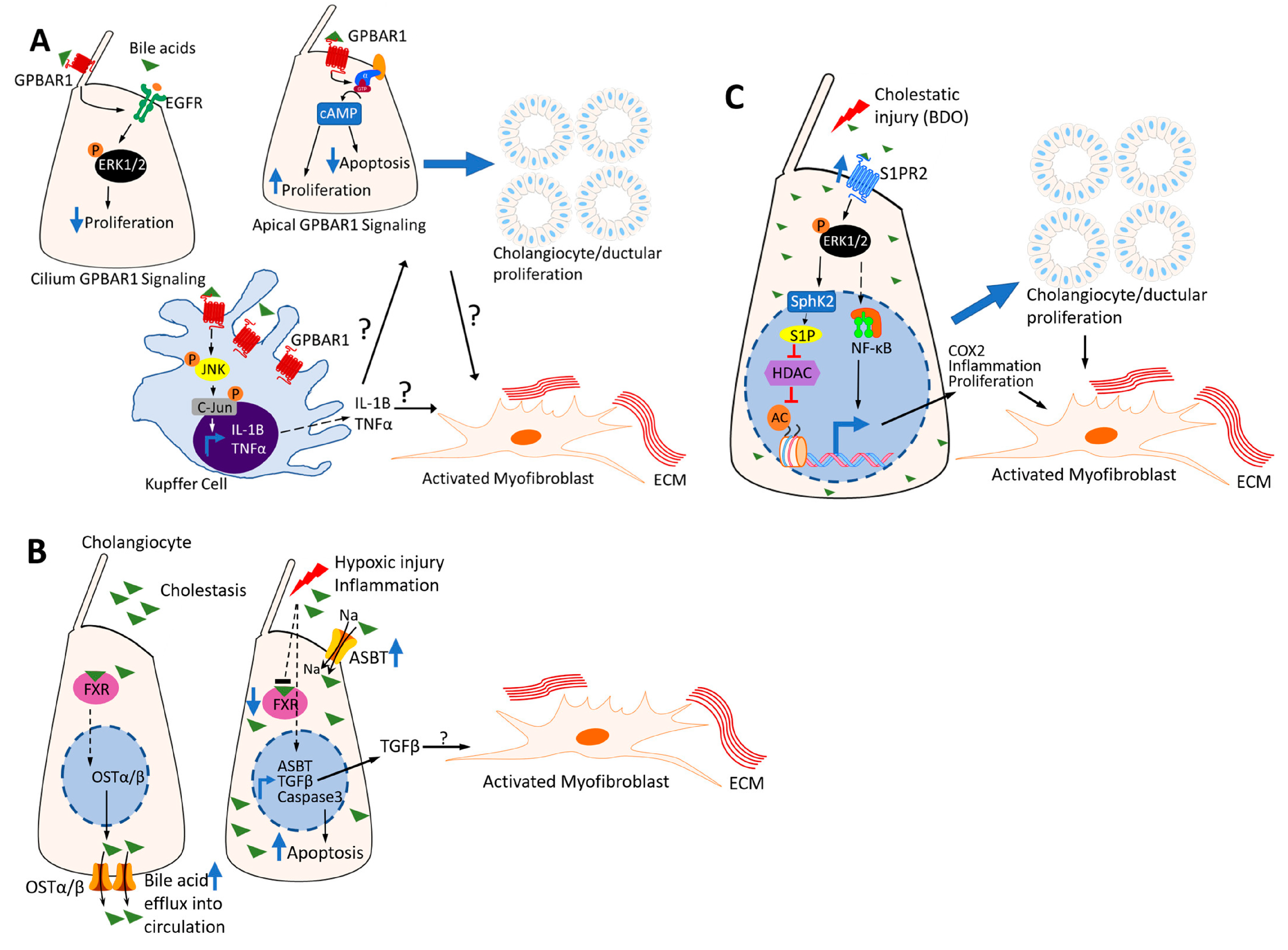 Cells 12 00792 g002 Cells 12 00792 g002