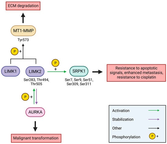 Ww Dot Com Bach Xxxx - Cells | Free Full-Text | LIM Kinases, LIMK1 and LIMK2, Are Crucial Node  Actors of the Cell Fate: Molecular to Pathological Features