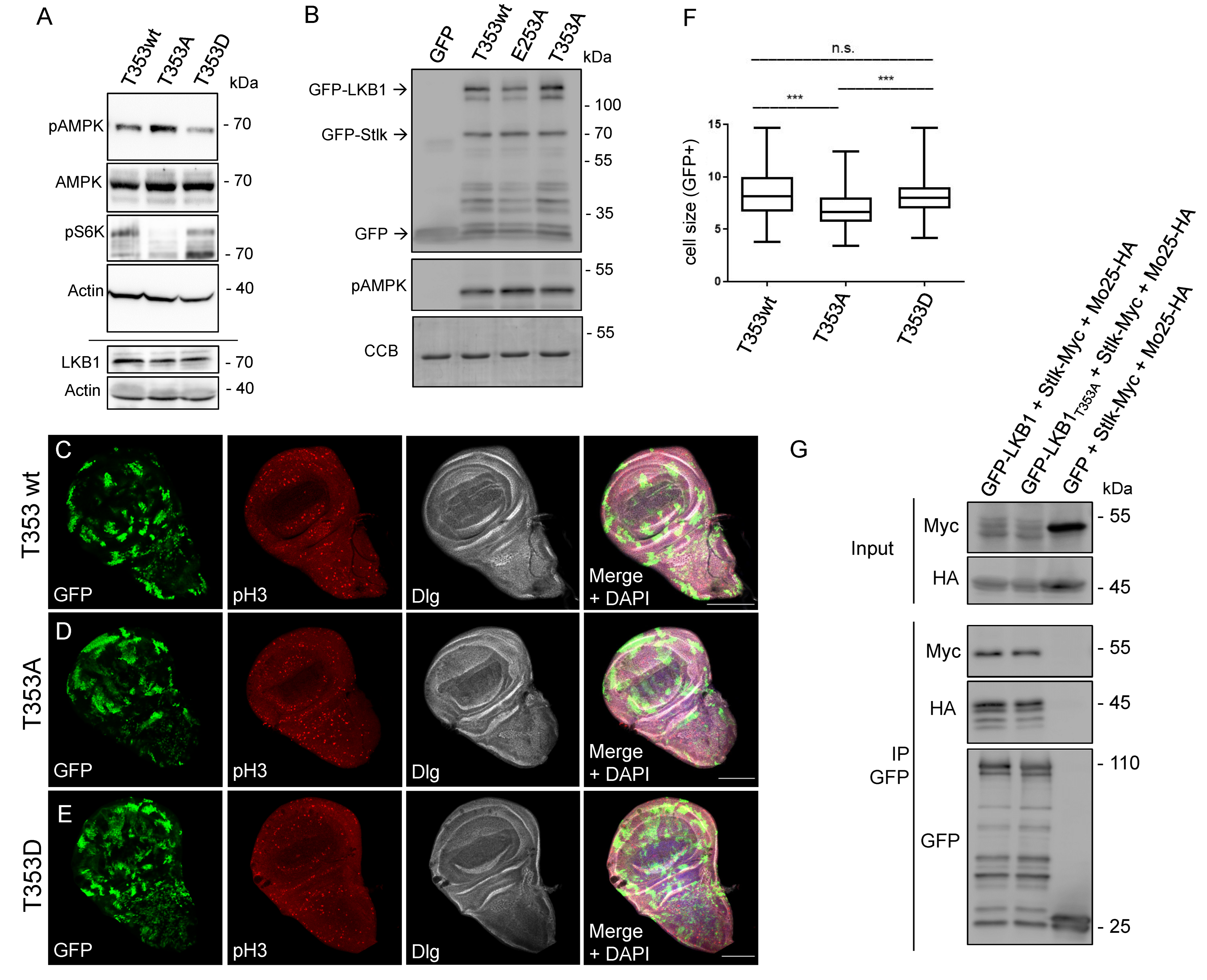 Cells 12 00812 g004 Cells 12 00812 g004