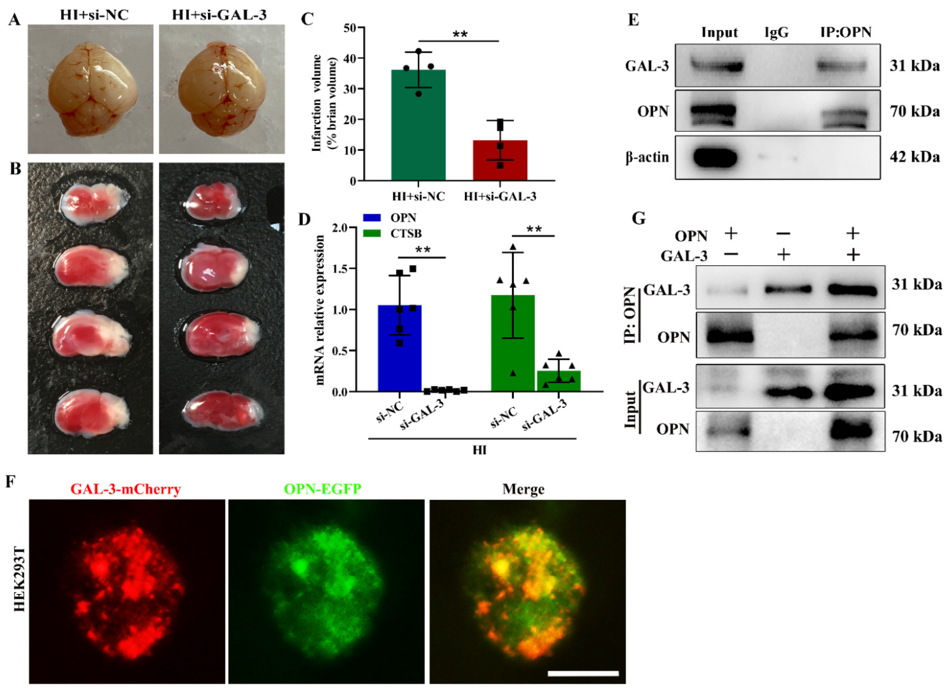 Cells 12 00854 g005 Cells 12 00854 g005