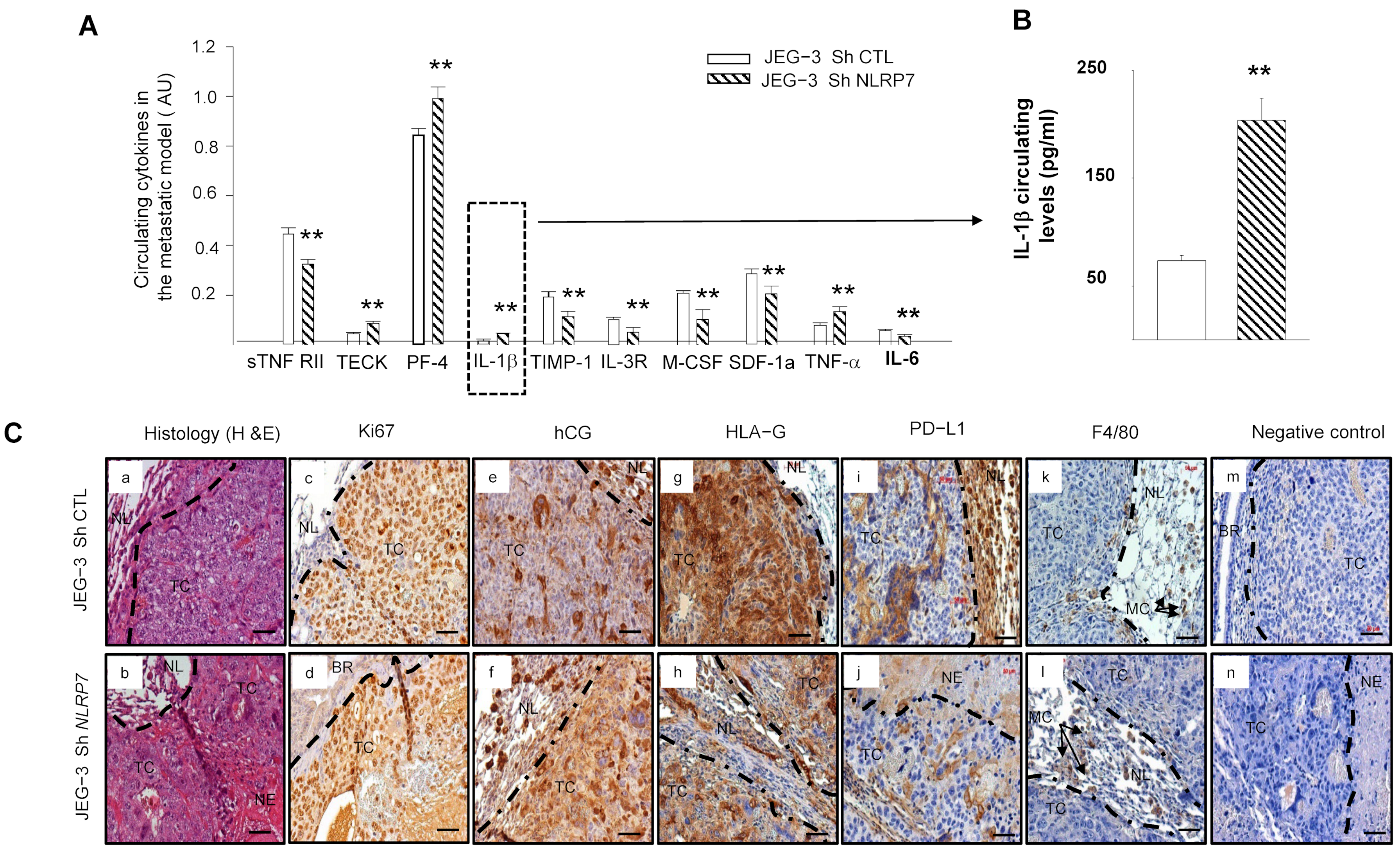 Cells 12 00857 g007 Cells 12 00857 g007
