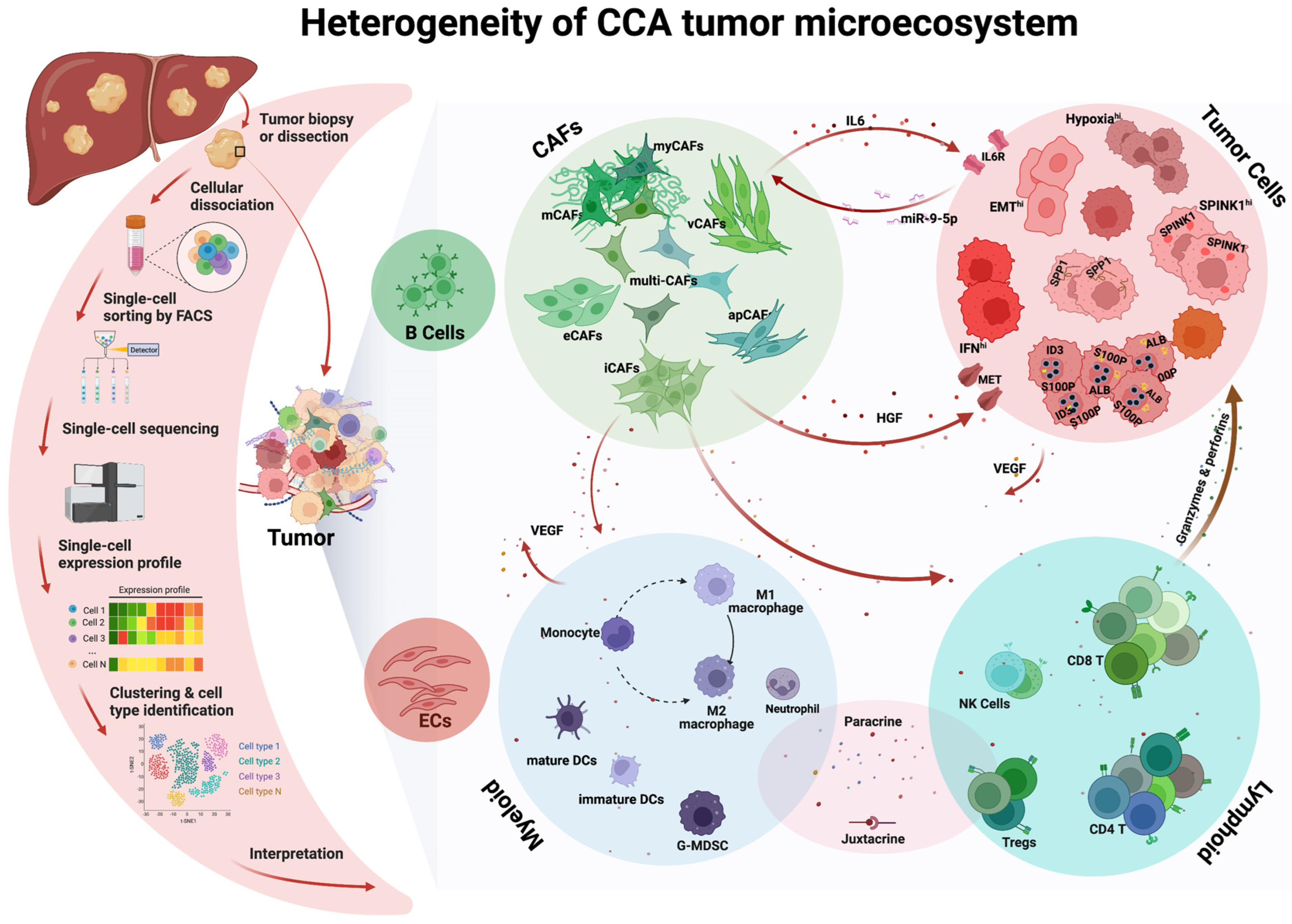 Cellular heterogeneity and immune microenvironment revealed by