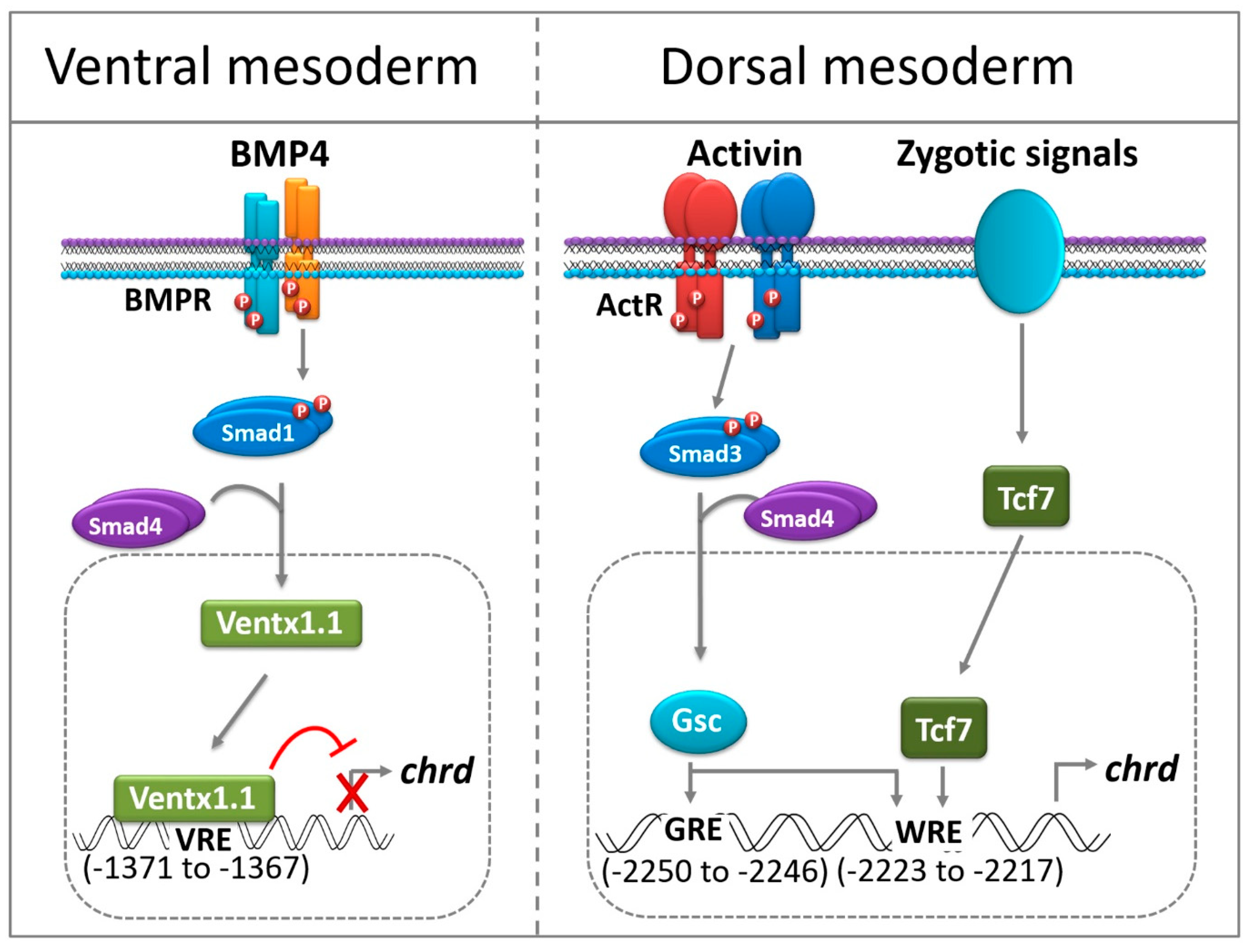 Cells 12 00874 g006 Cells 12 00874 g006