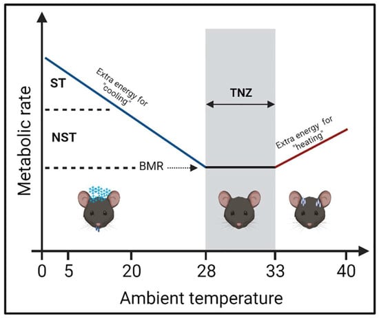 Cells Free Full Text The Influence of Ambient Temperature on  