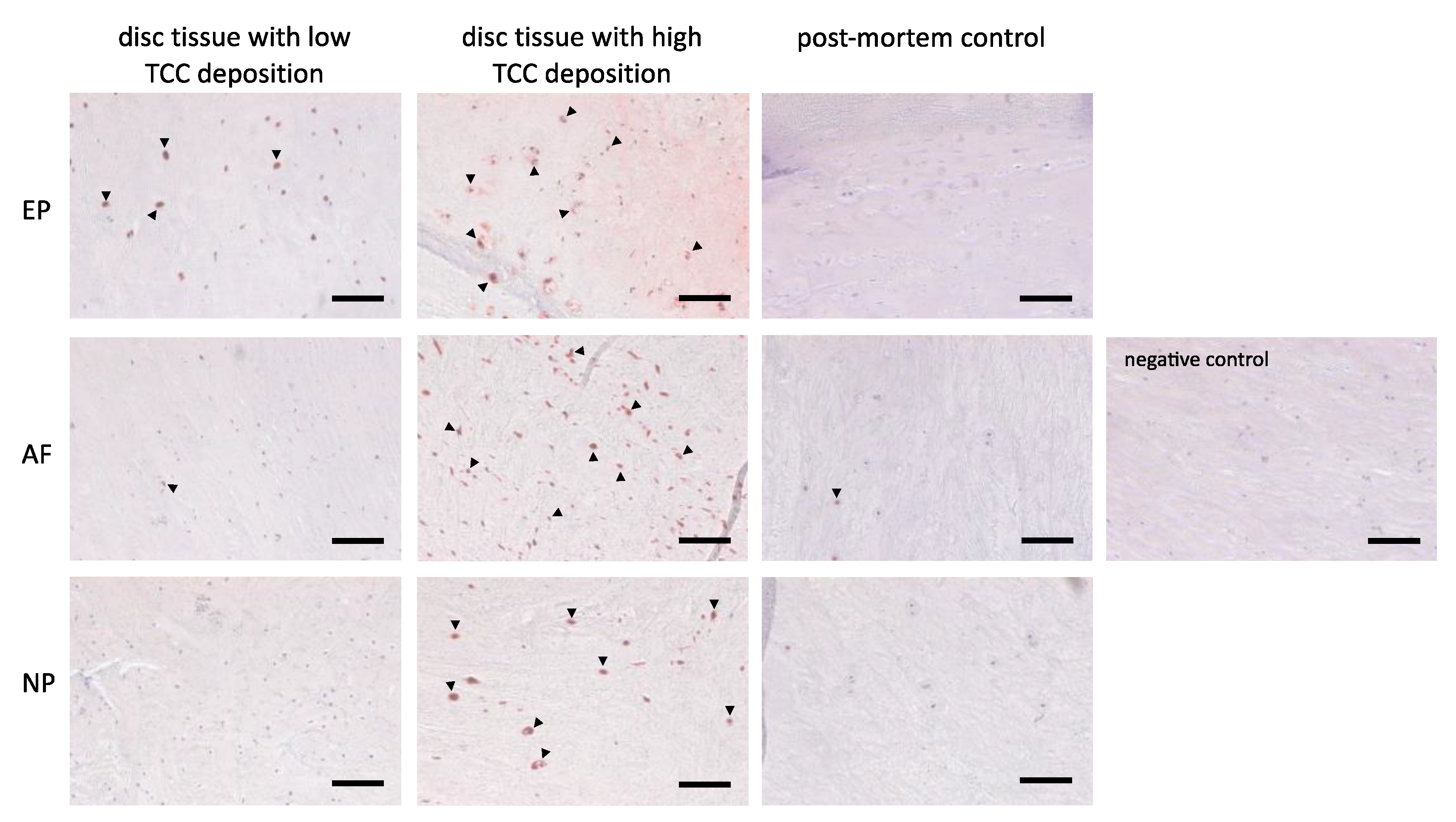 Cells 12 00887 g008 Cells 12 00887 g008