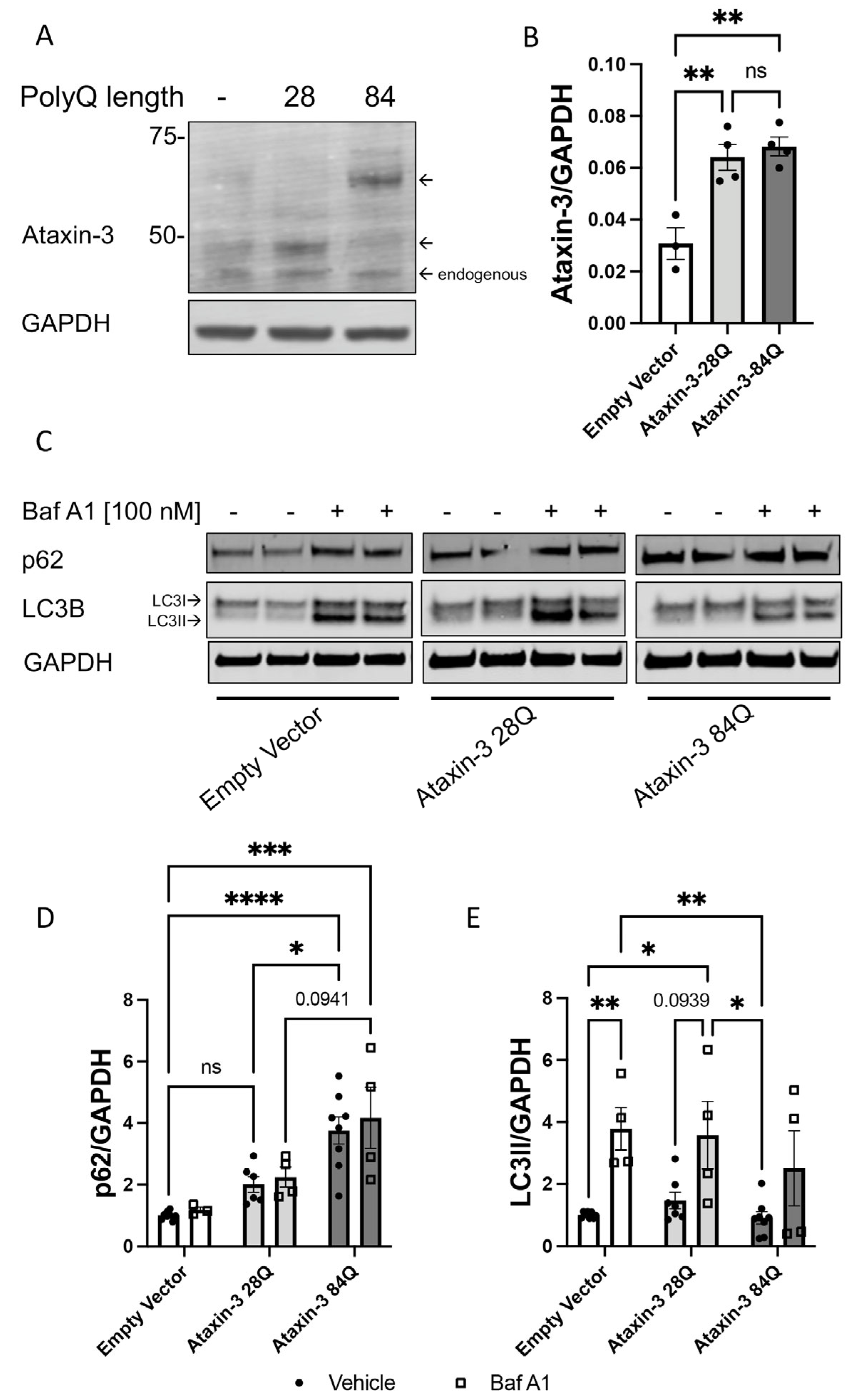 Cells 12 00893 g001 Cells 12 00893 g001