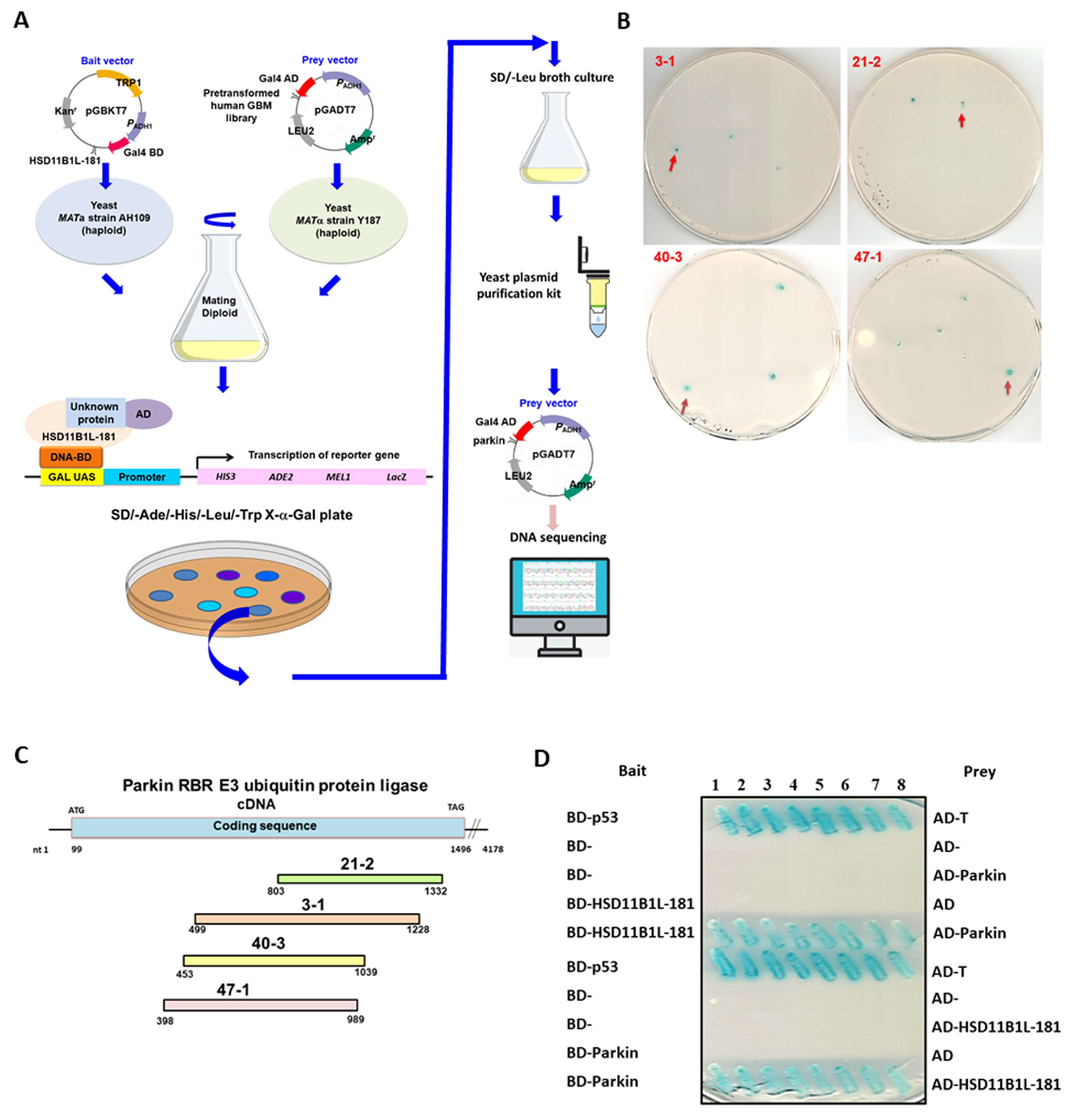 Cells 12 00894 g004a Cells 12 00894 g004a