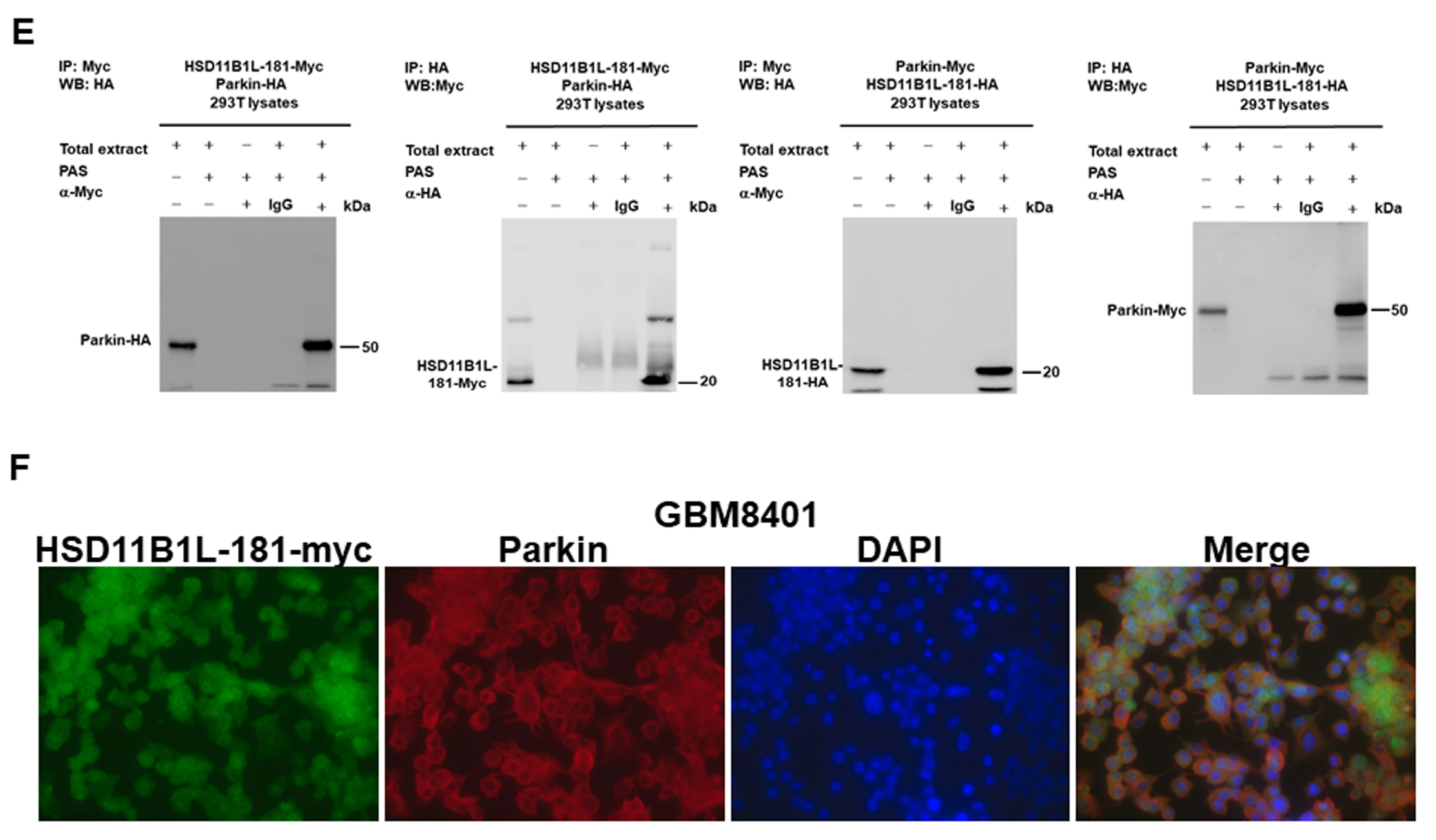 Cells 12 00894 g004b Cells 12 00894 g004b