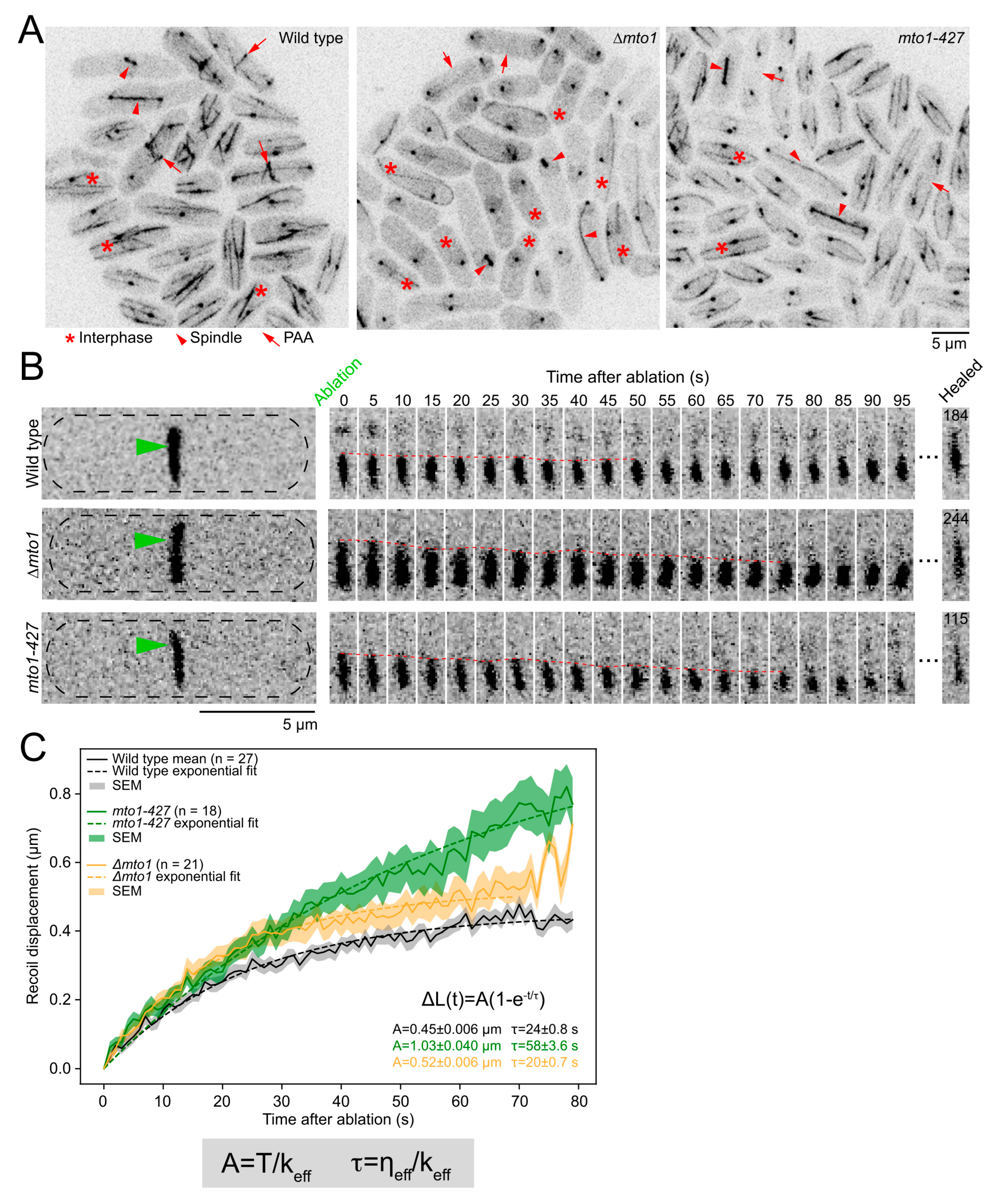 Cells Free Full-Text Actinandndash;Microtubule Crosstalk Imparts Stiffness to the Contractile Ring in Fission Yeast