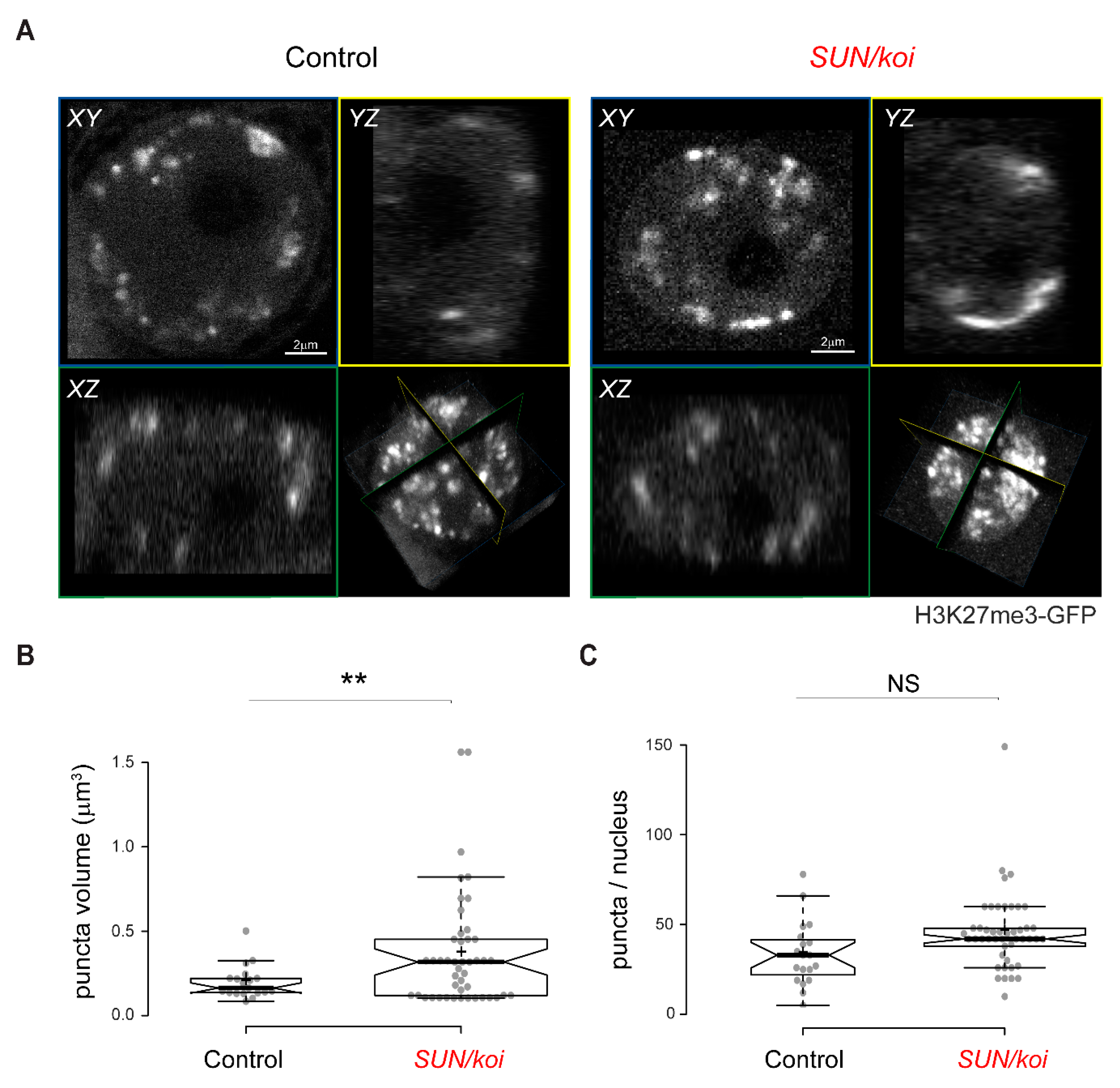 Cells 12 00932 g006 Cells 12 00932 g006