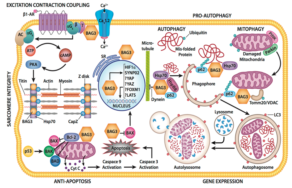 Cells | Free Full-Text | BAG3: Nature’s Quintessential Multi-Functional ...